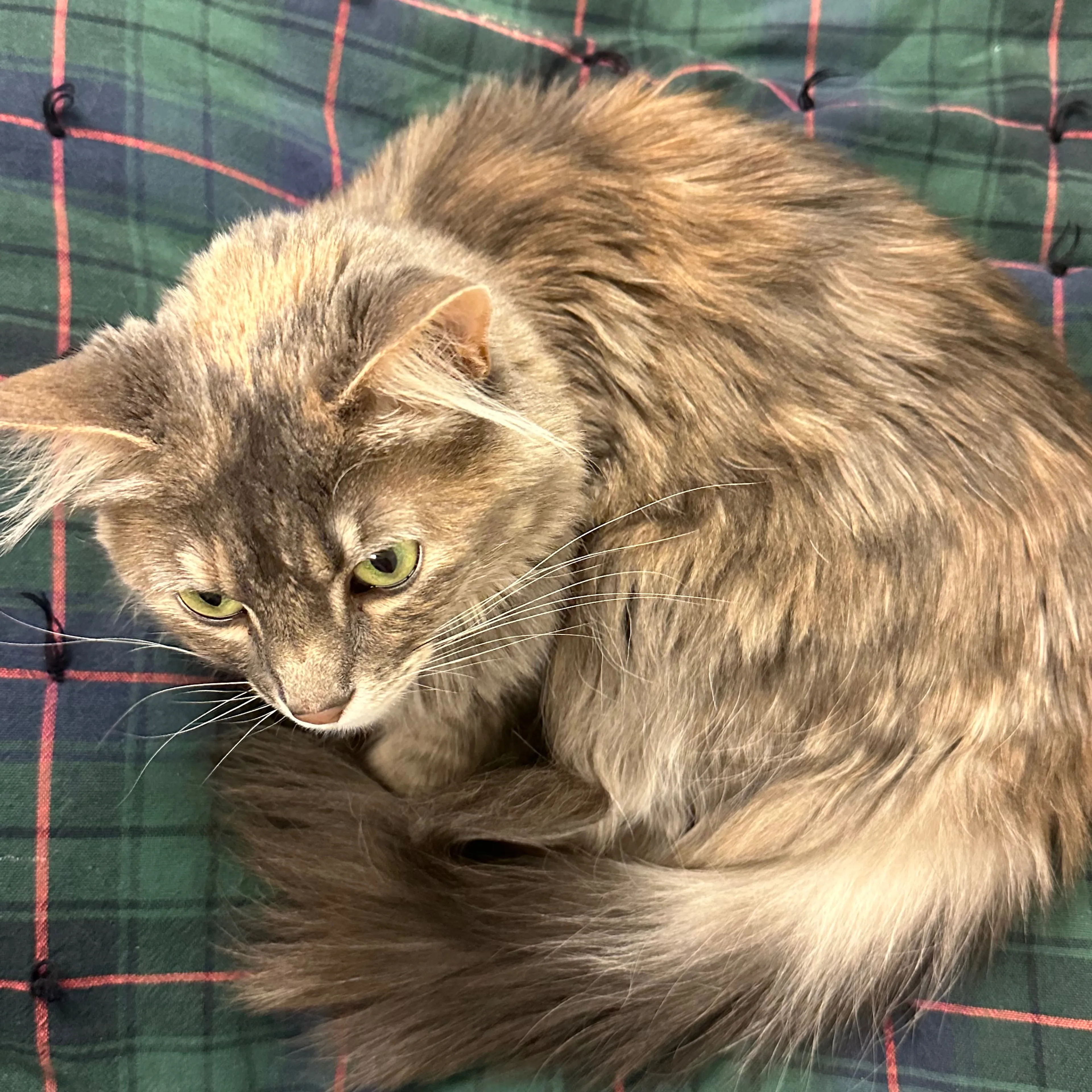 Lost pet-3