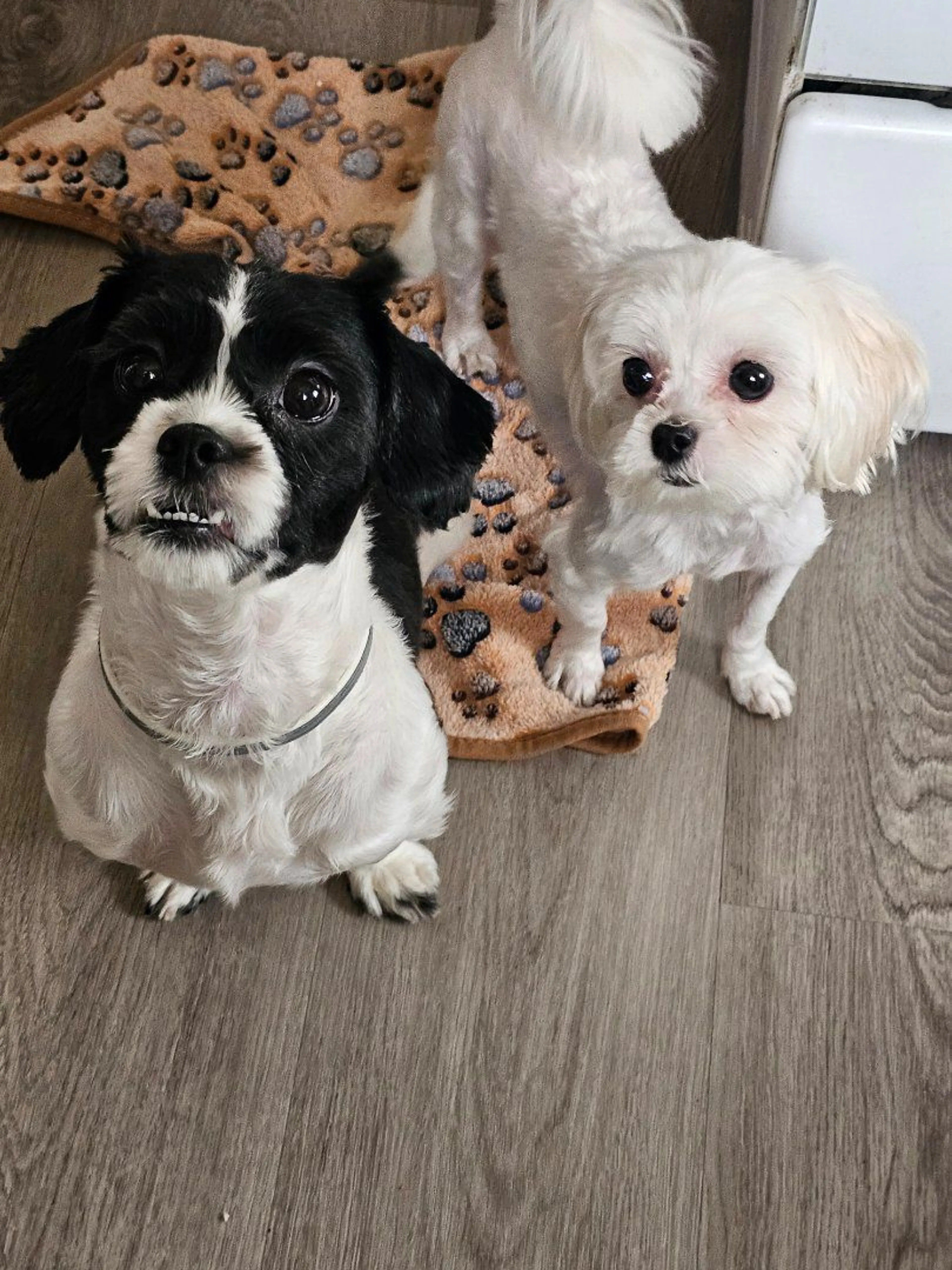 Lost pet-1