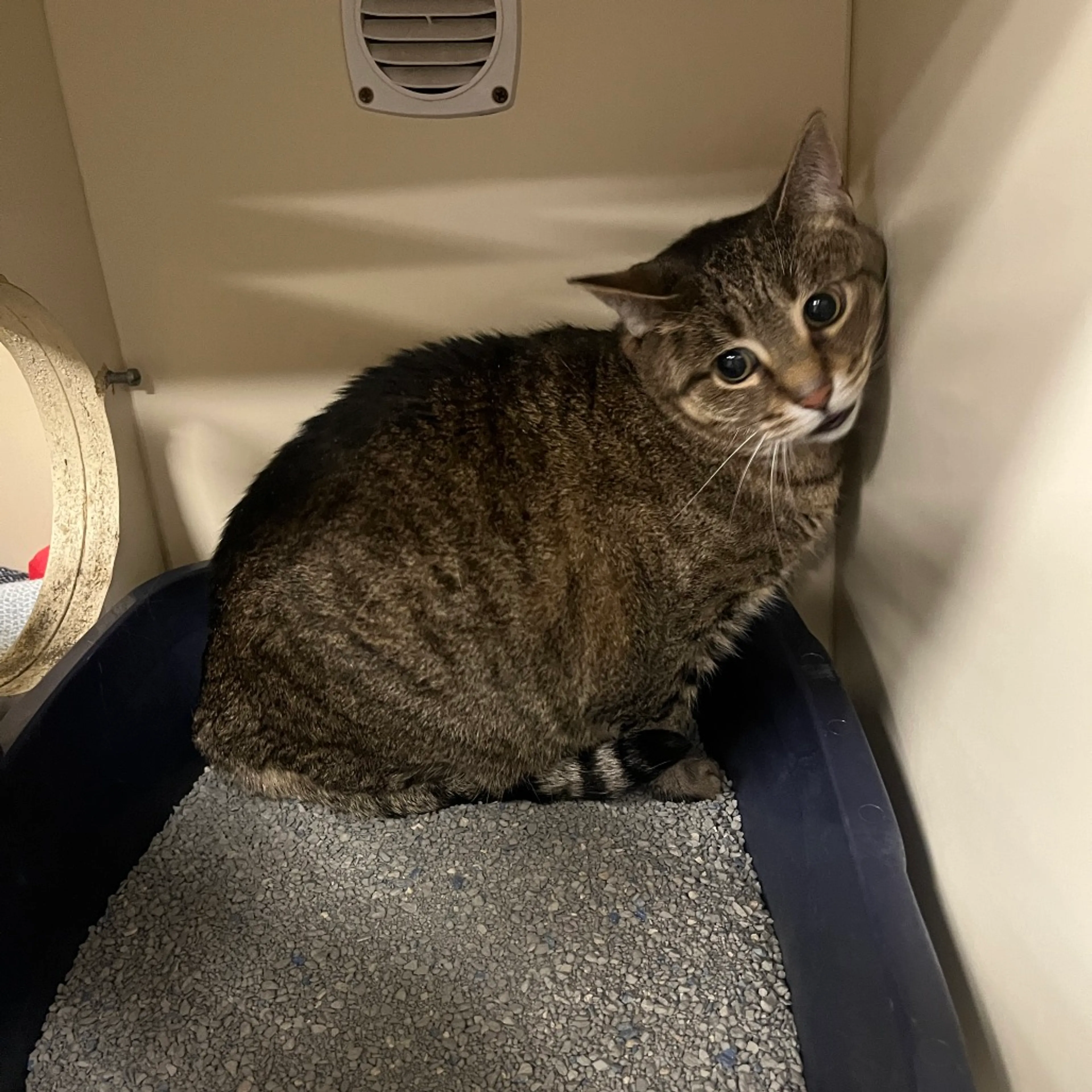 Found pet-1