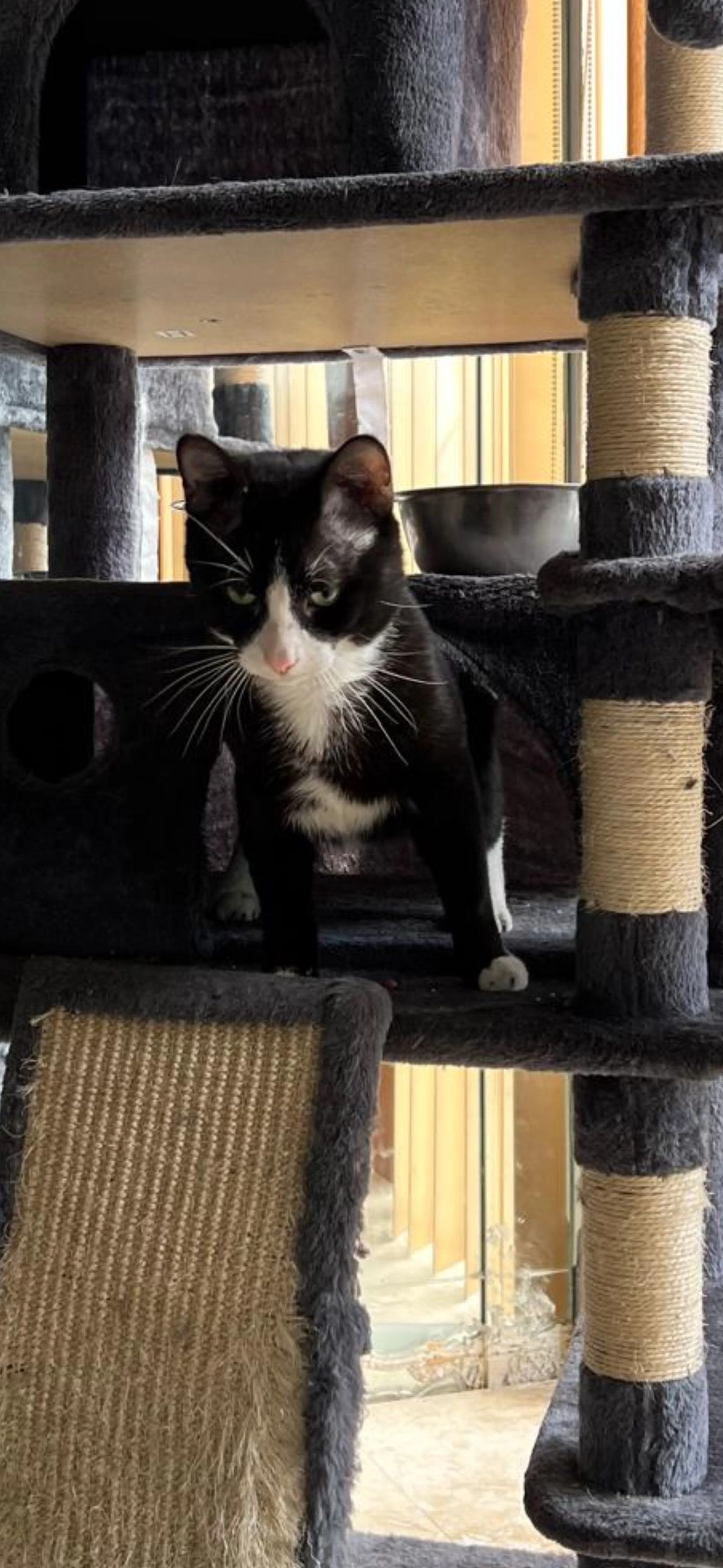 Lost pet