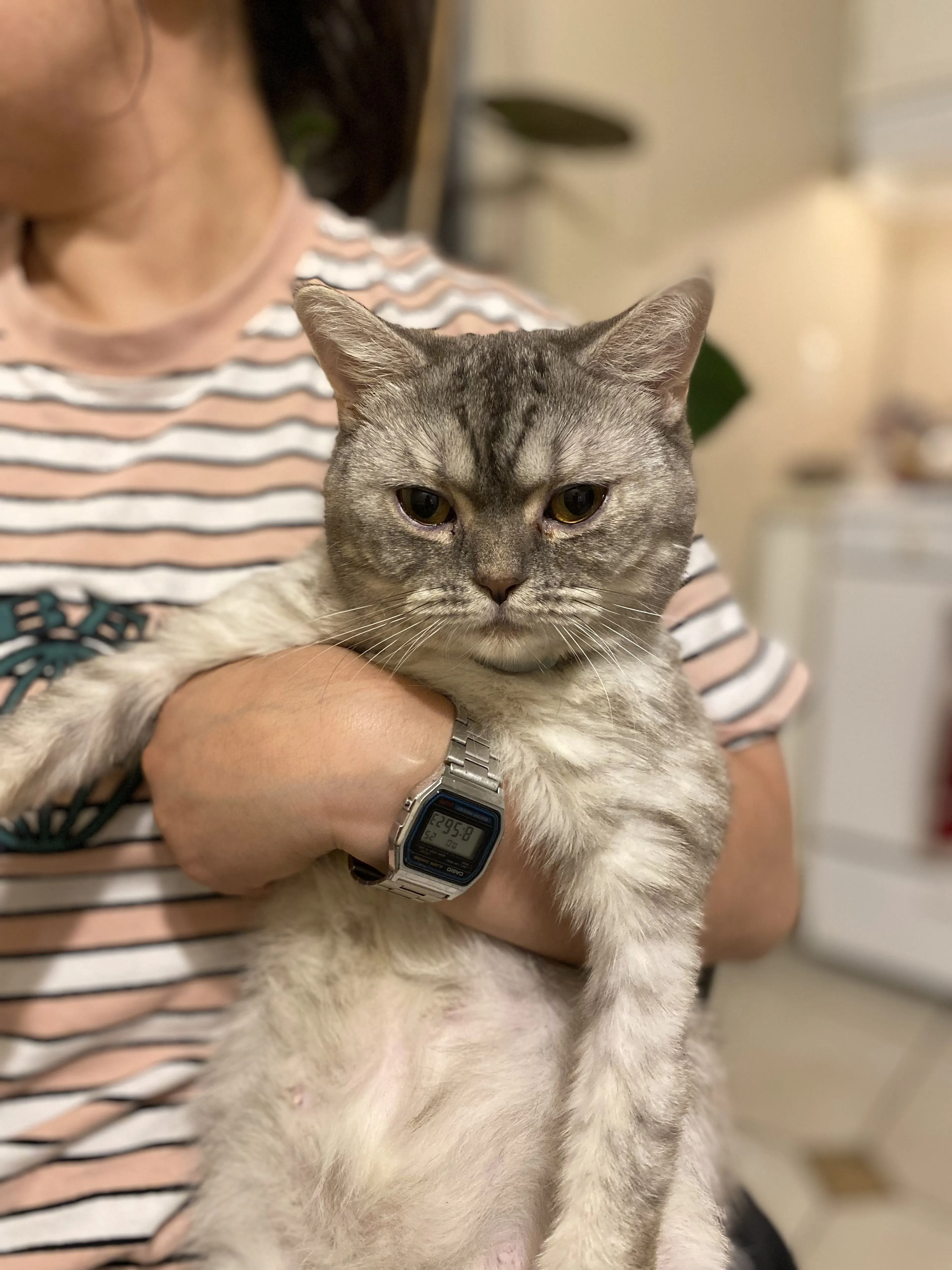 Lost pet-1