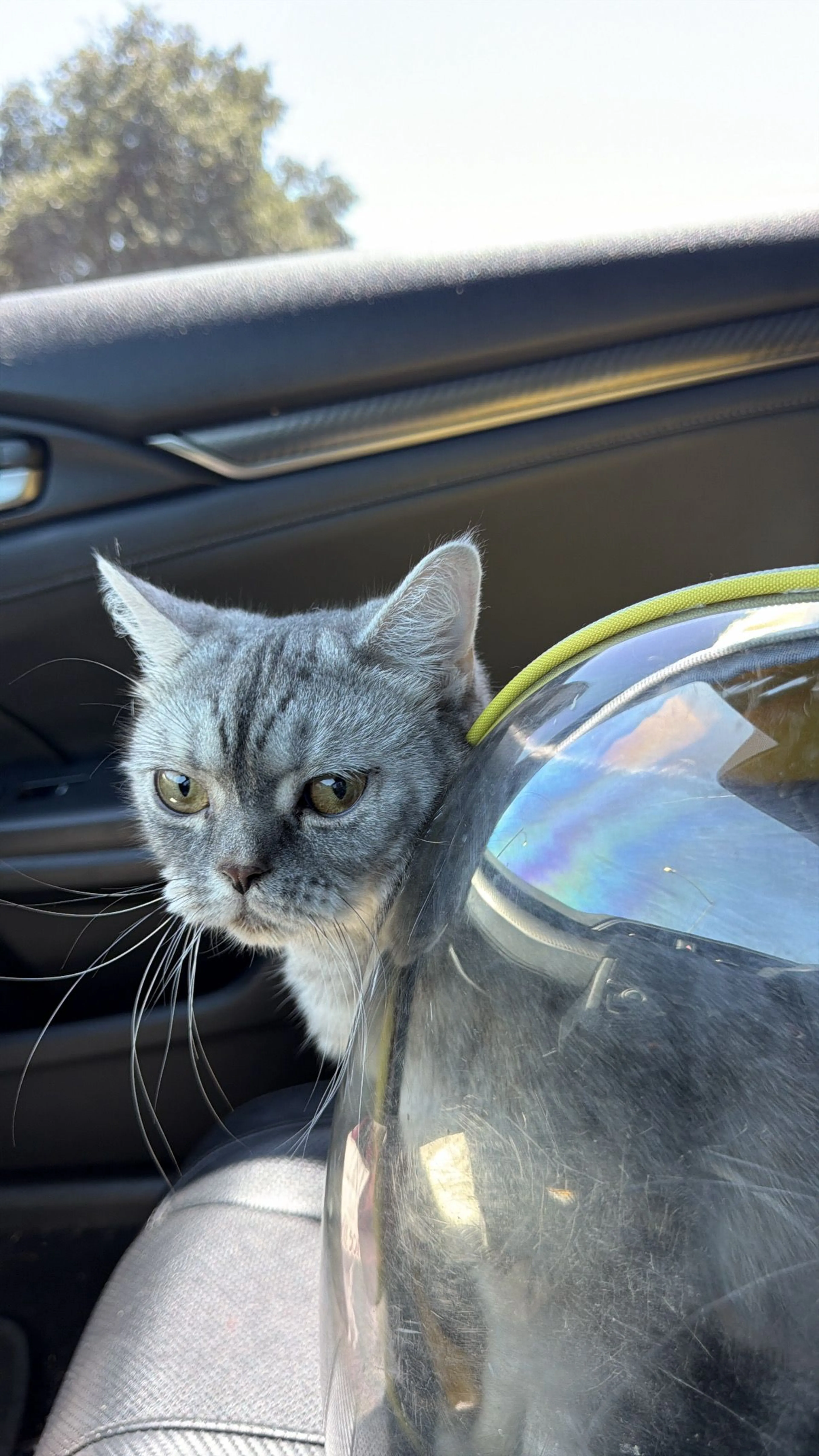 Lost pet-0