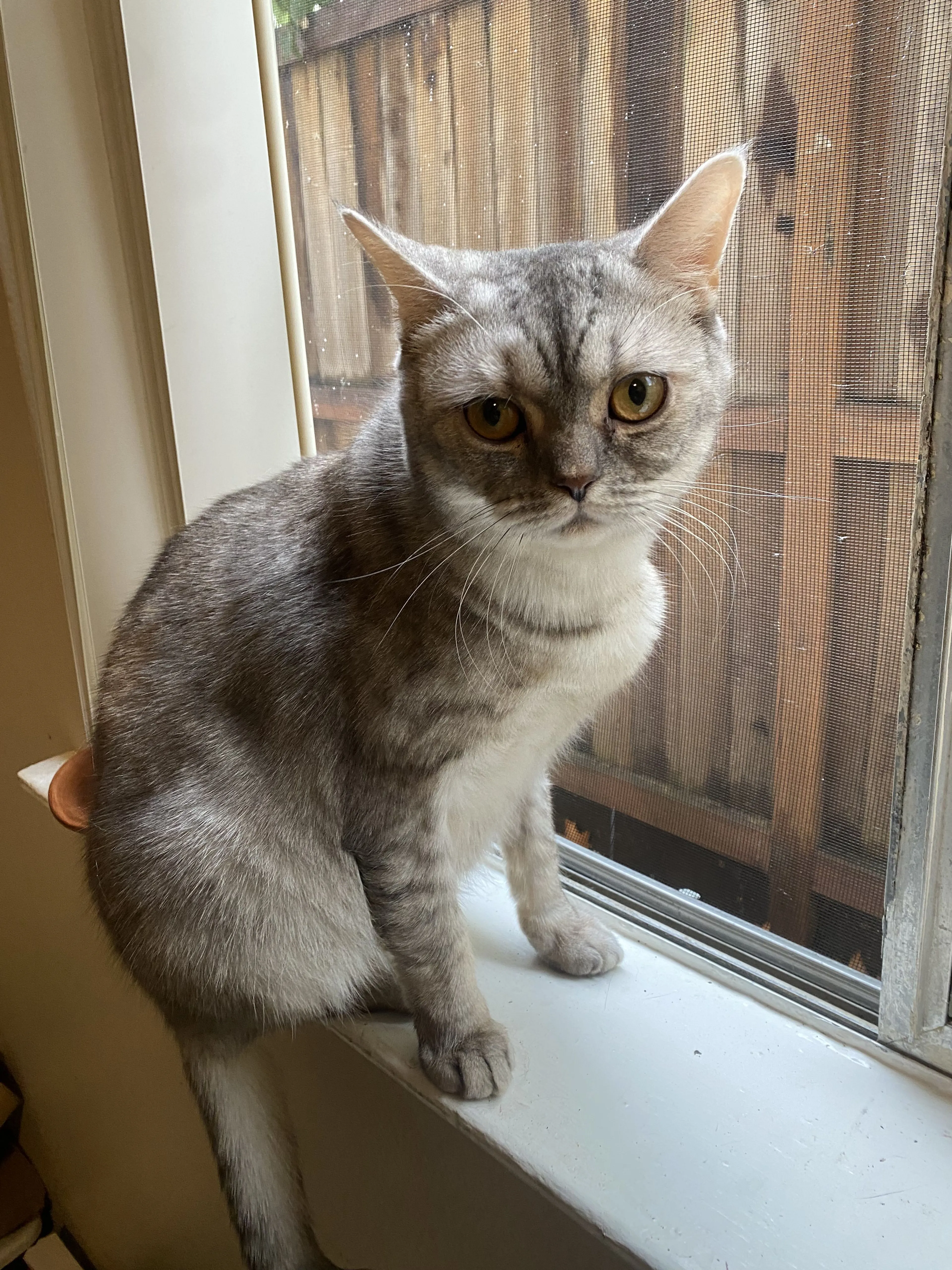 Lost pet-2