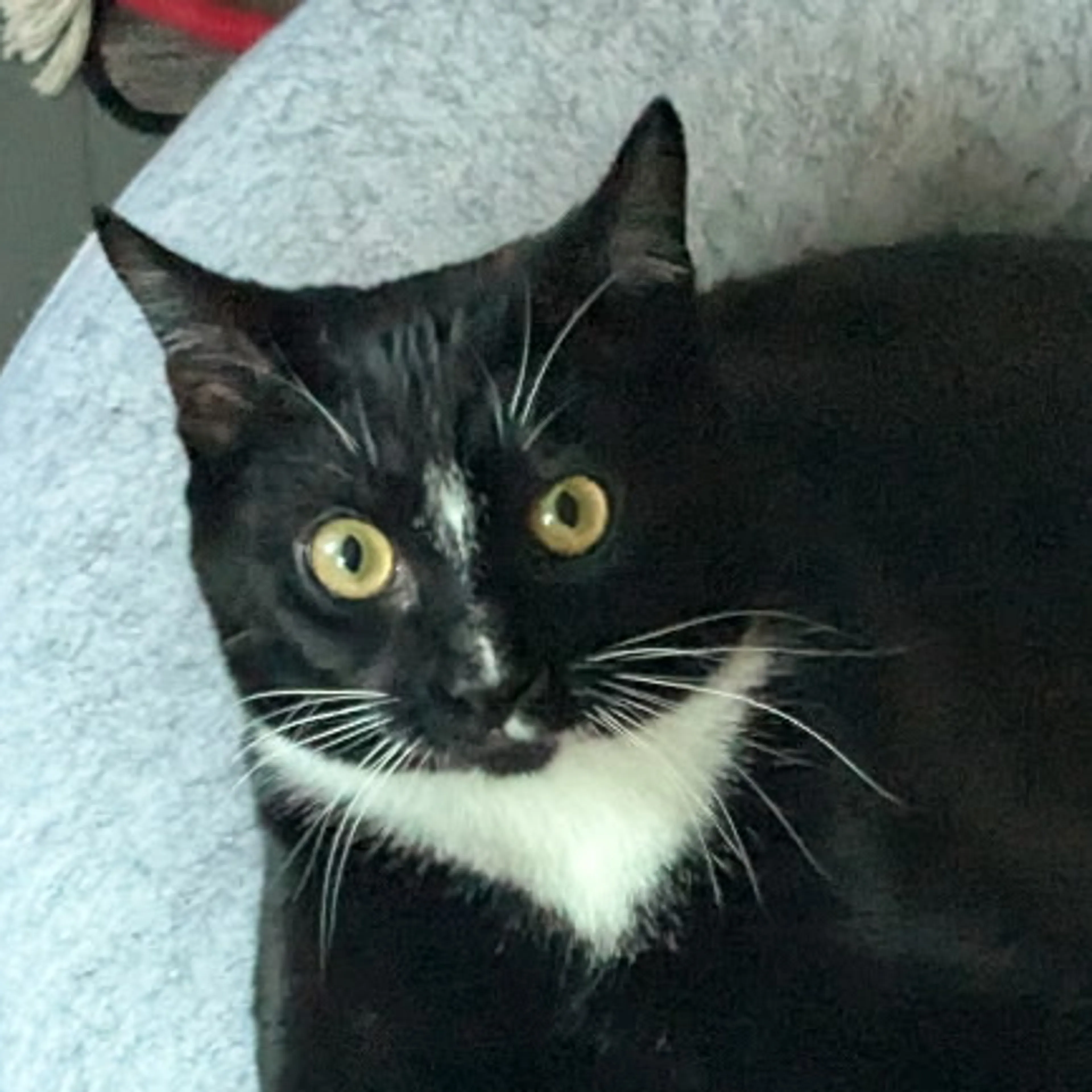 Lost pet-2