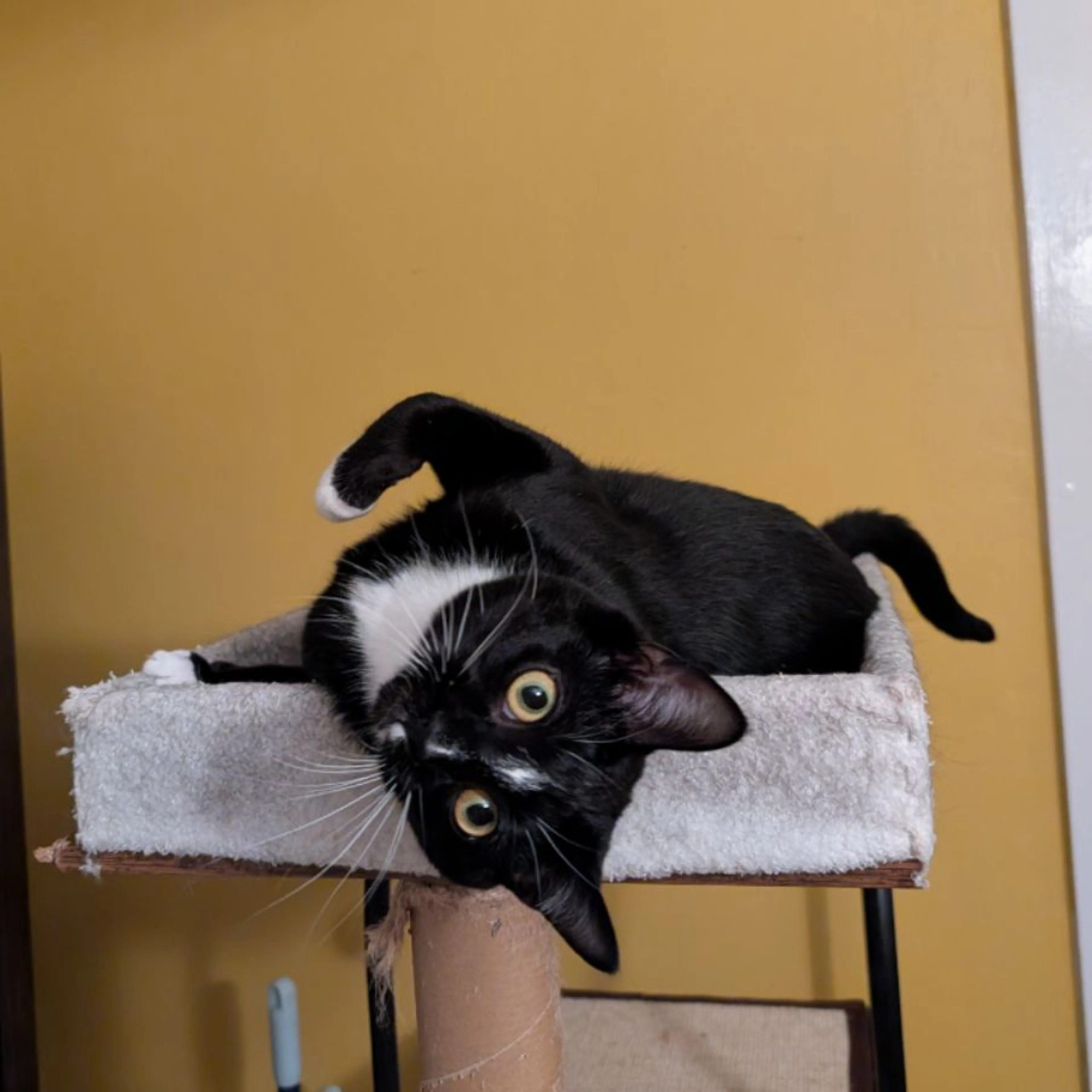 Lost pet-0