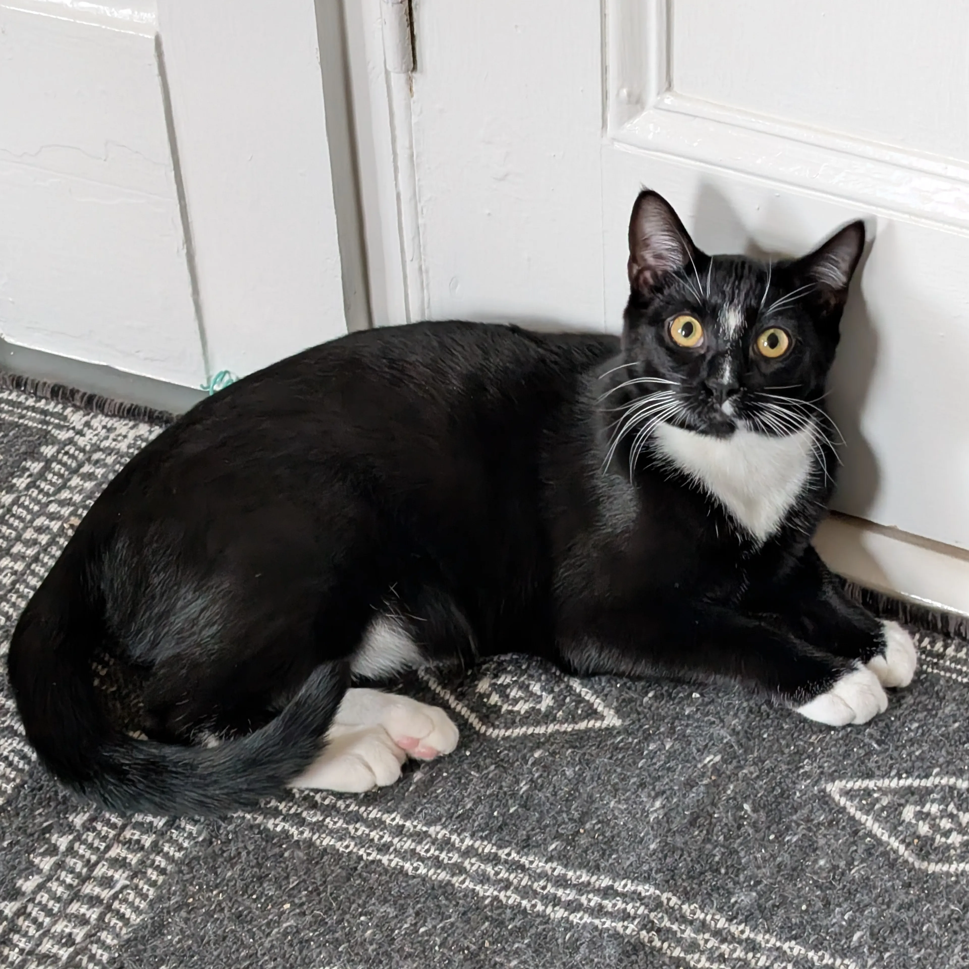 Lost pet-1