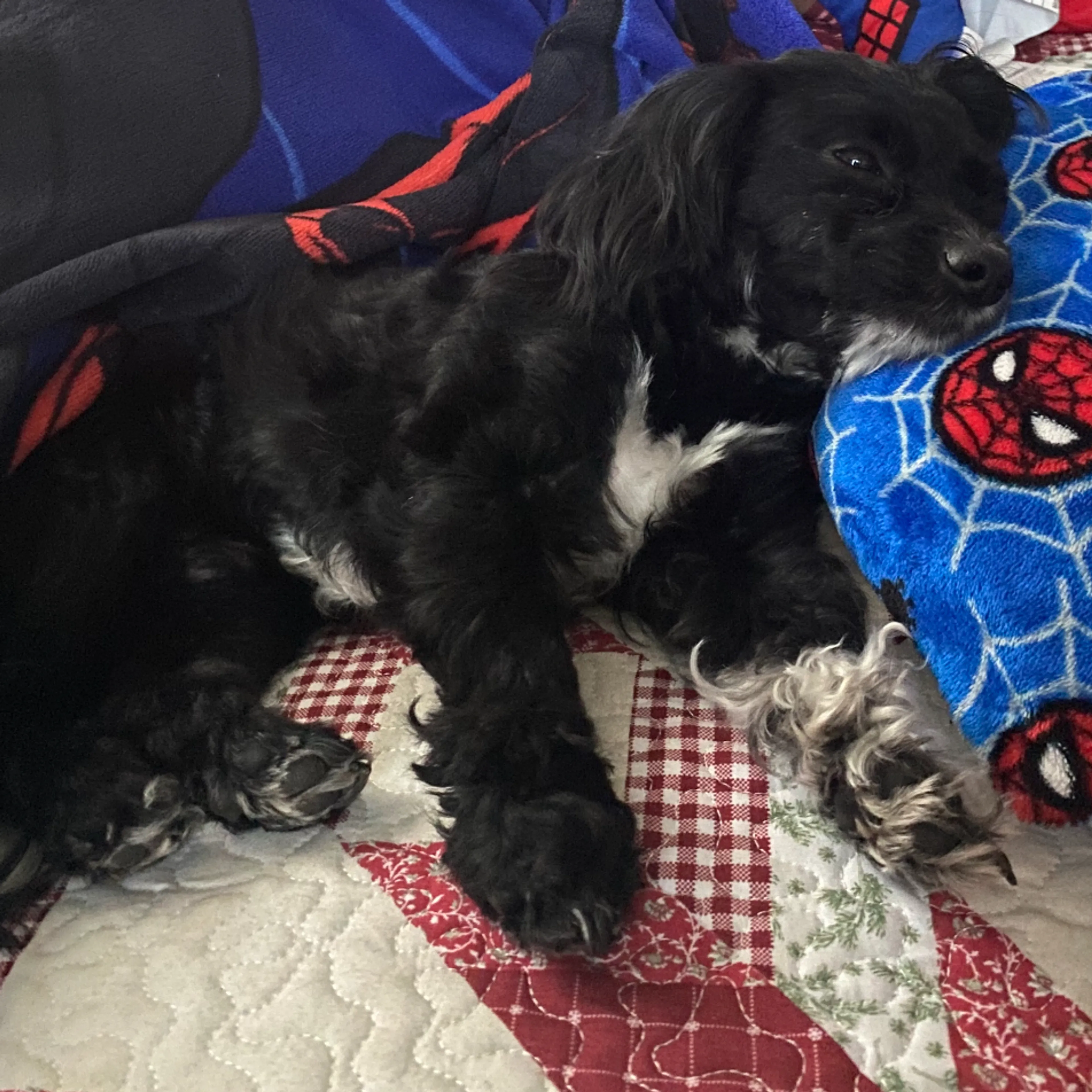 Lost pet-1