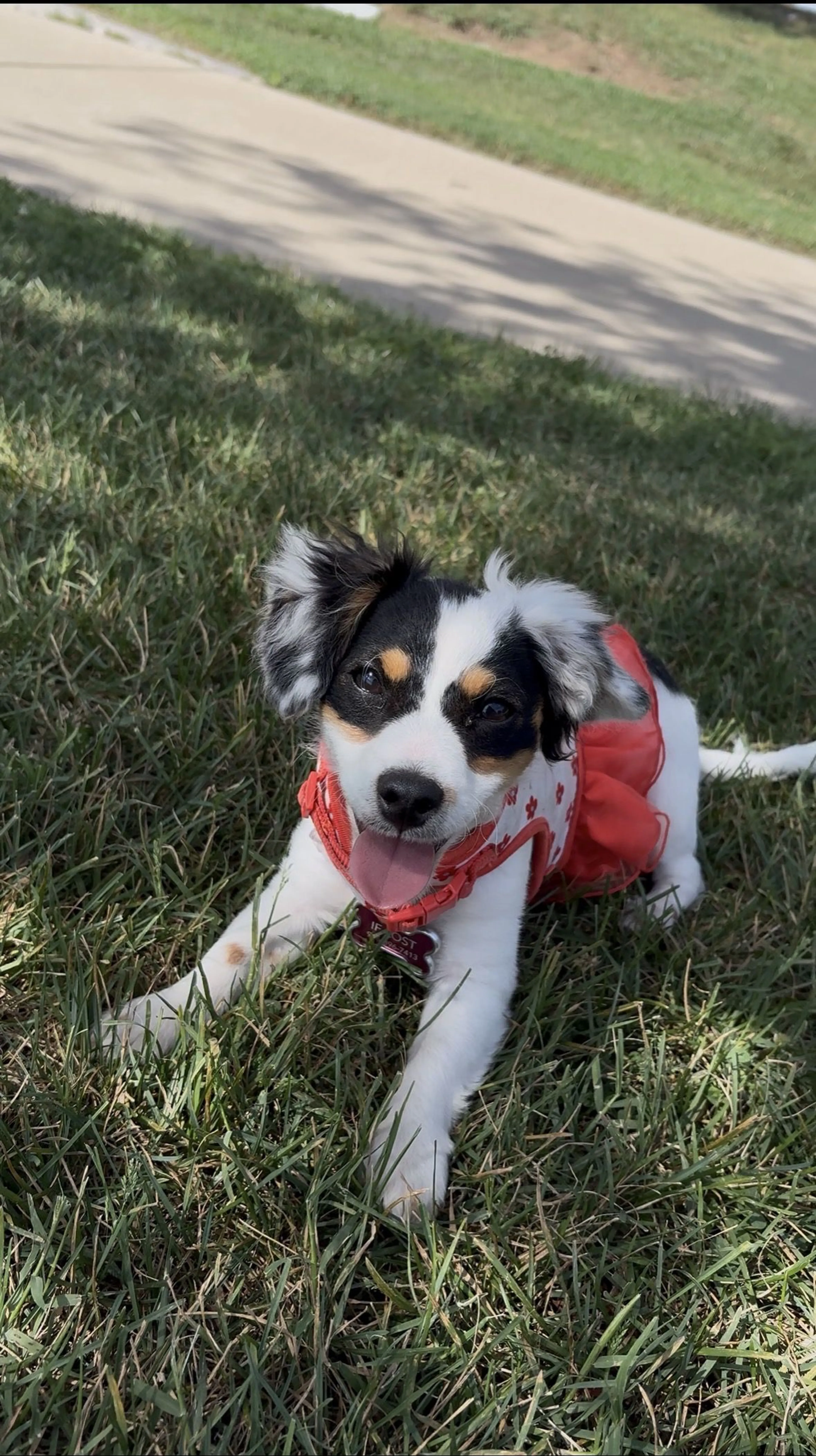 Lost pet