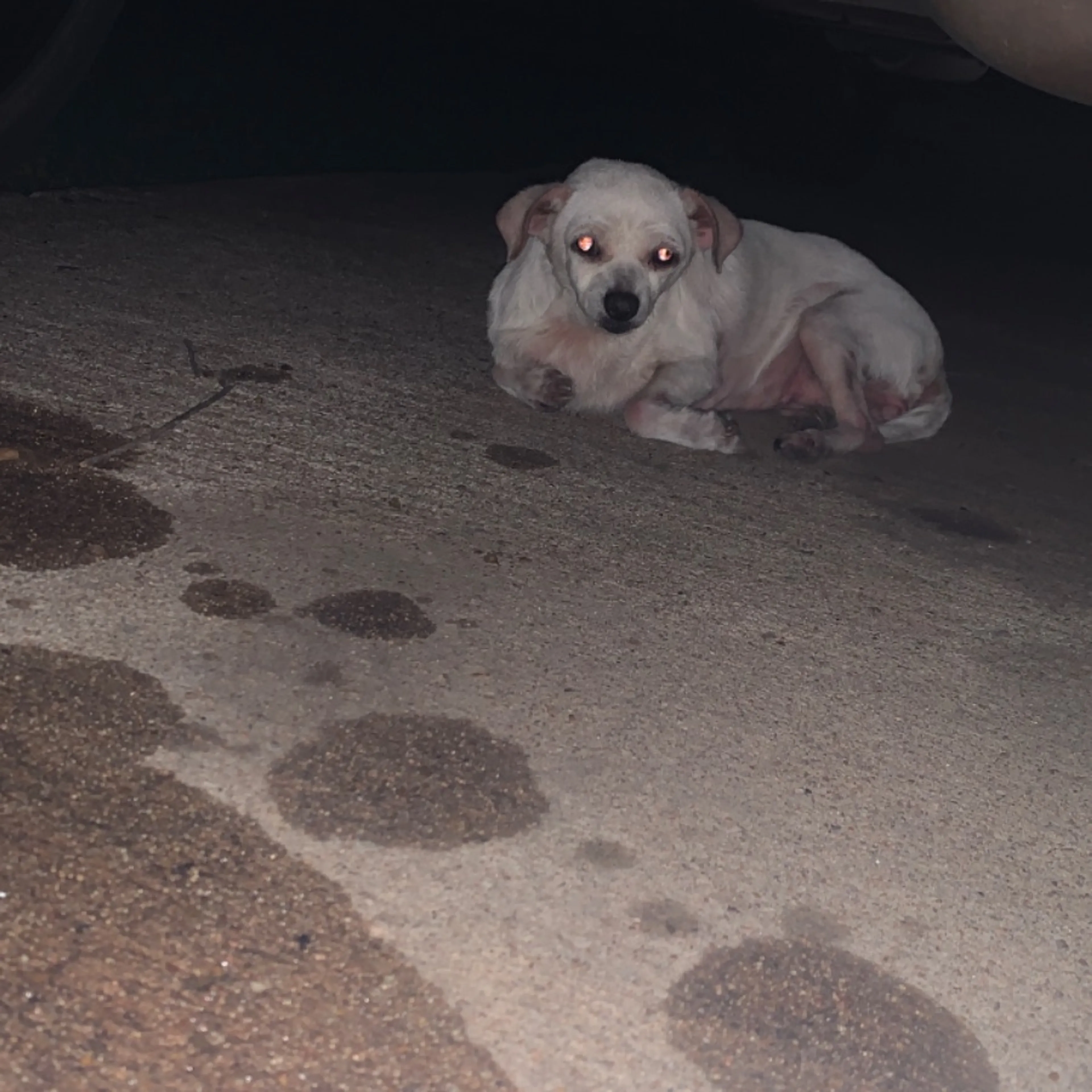 Found pet