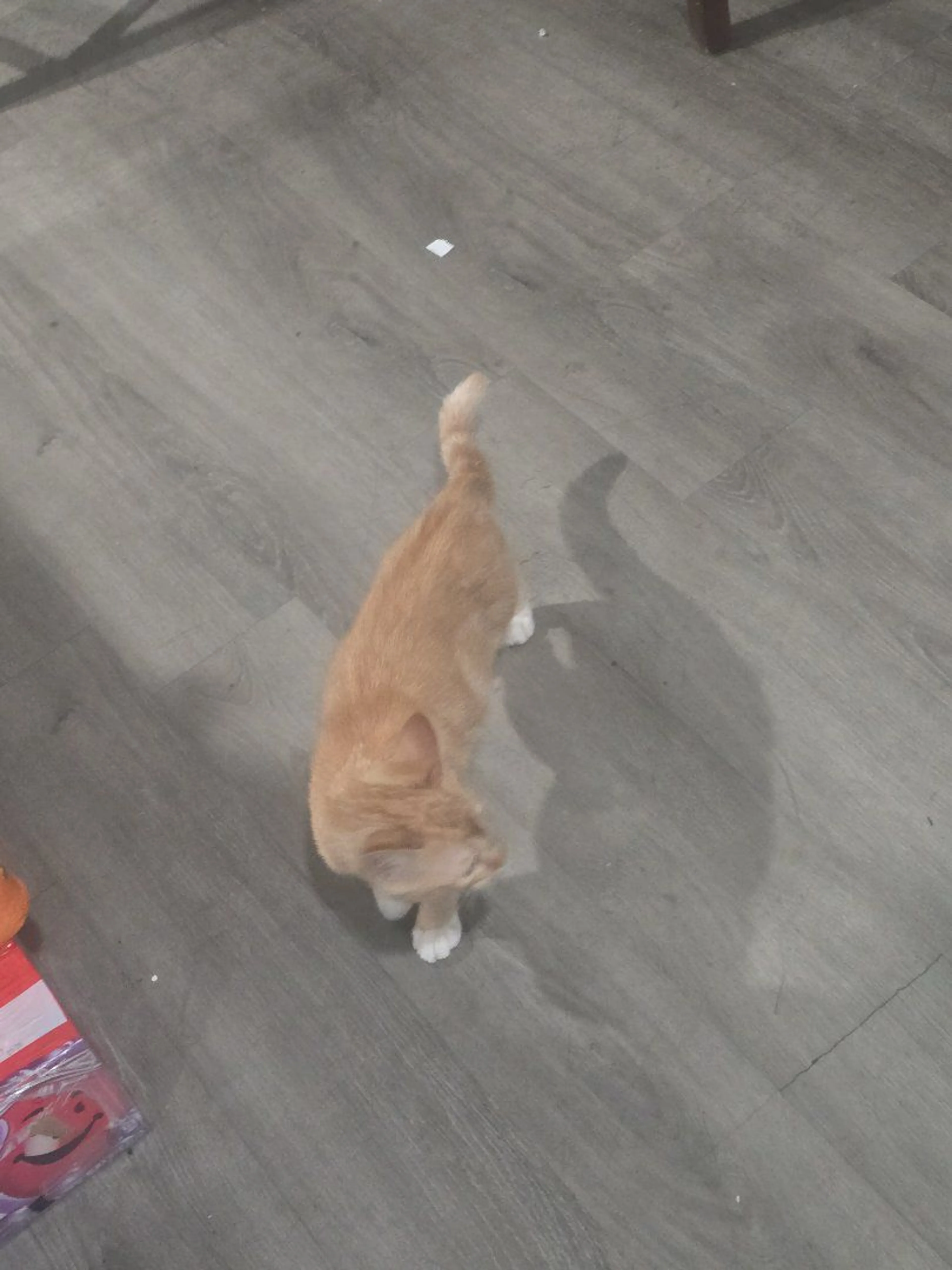 Lost pet-1