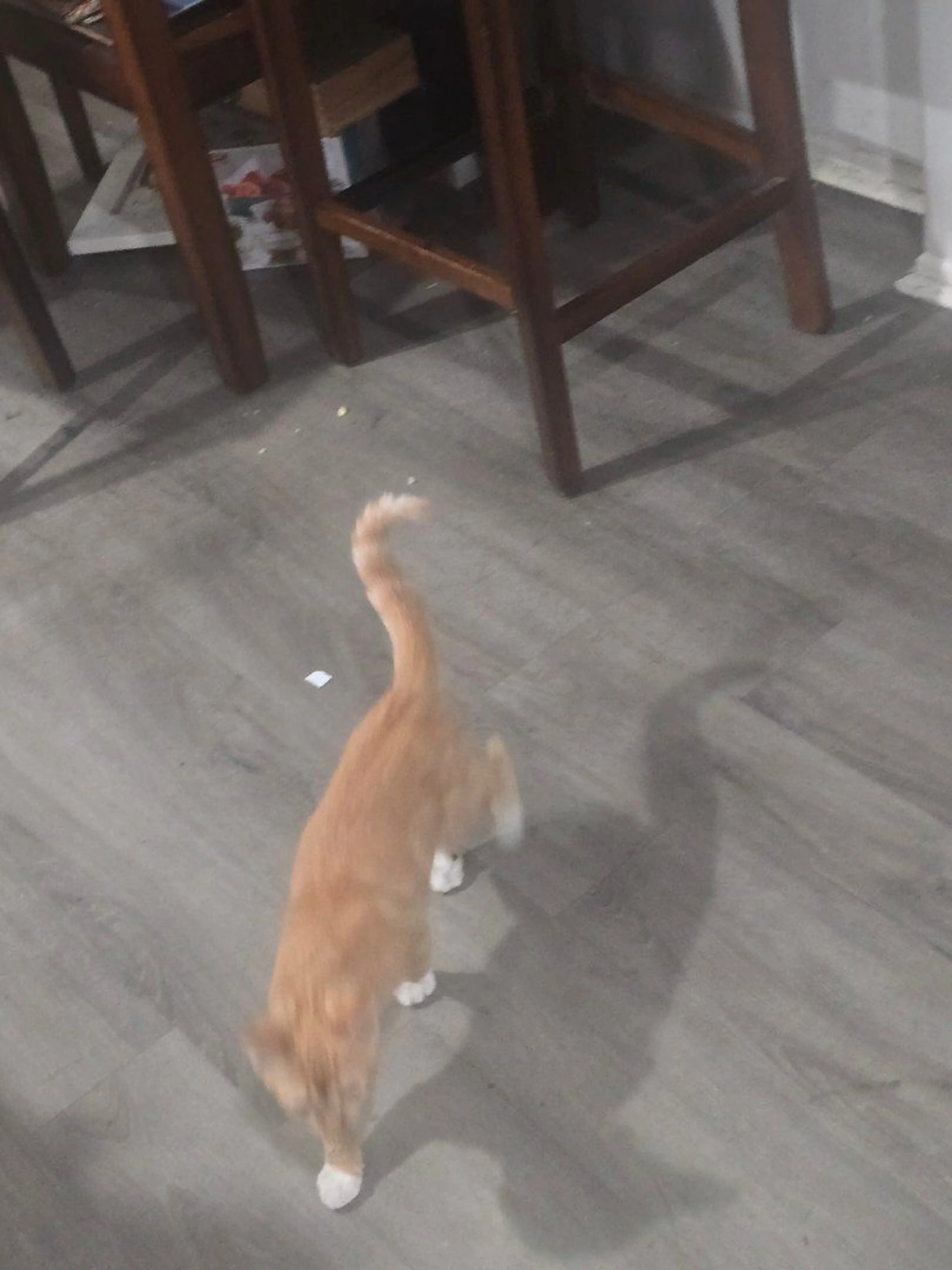 Lost pet-0