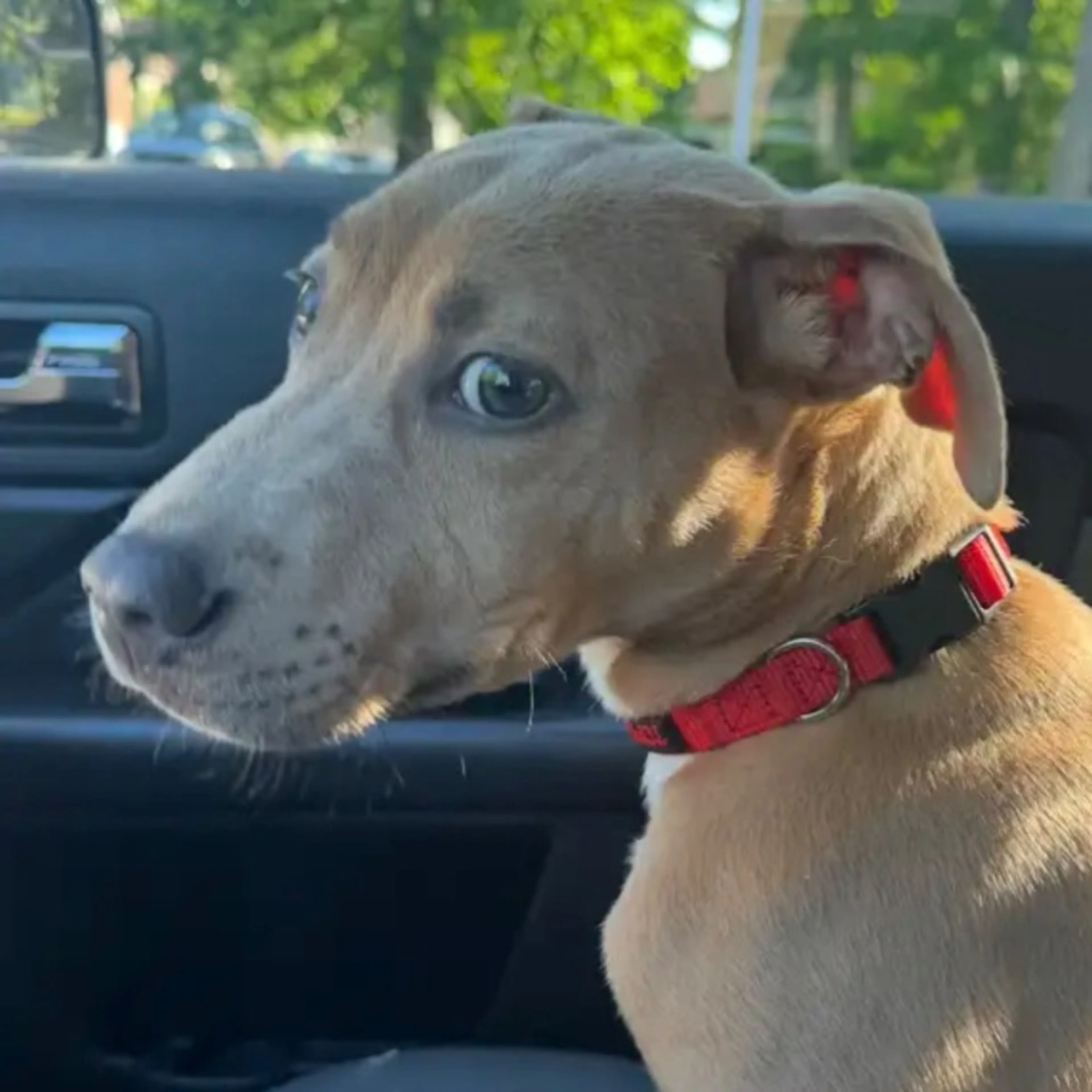 Found pet
