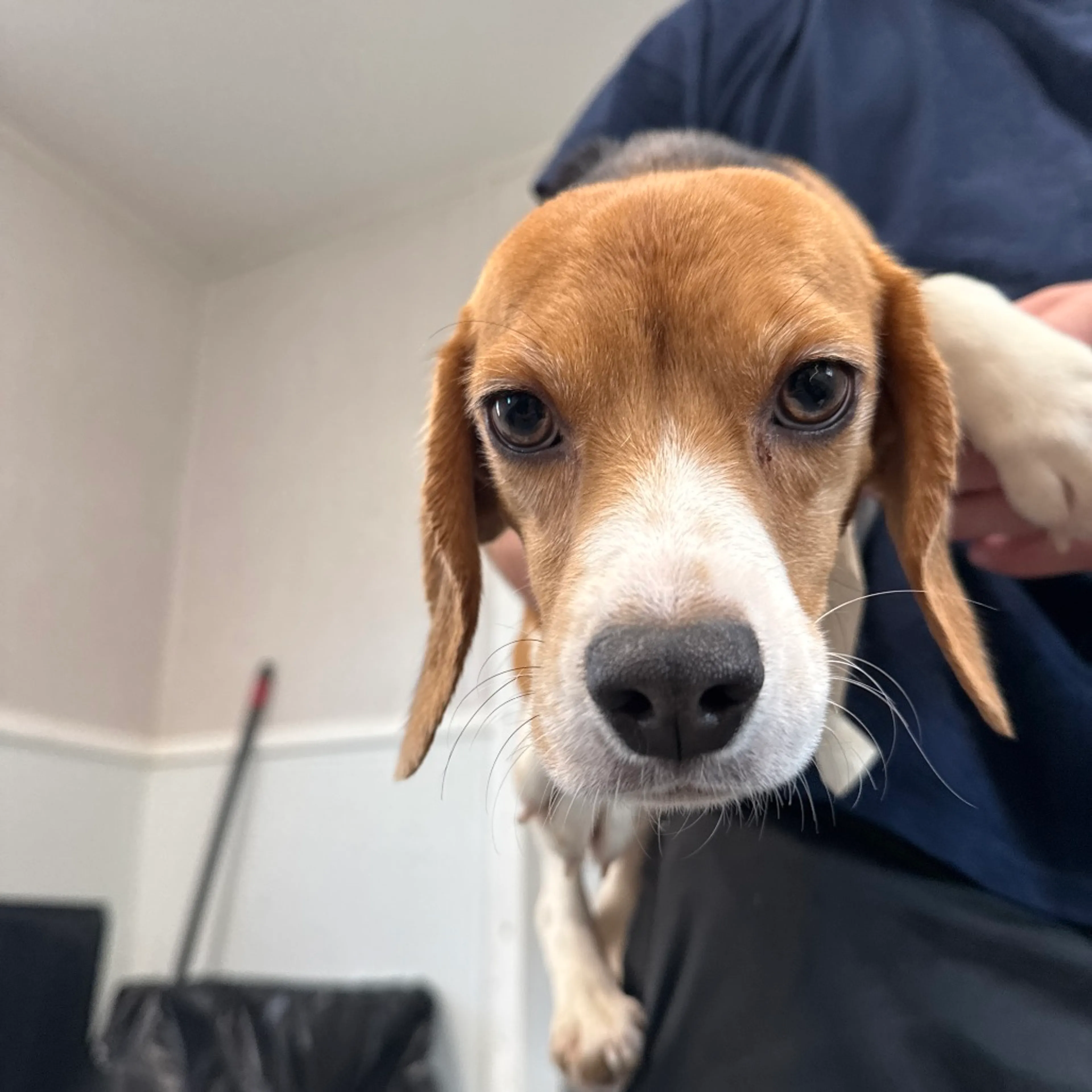 Found pet