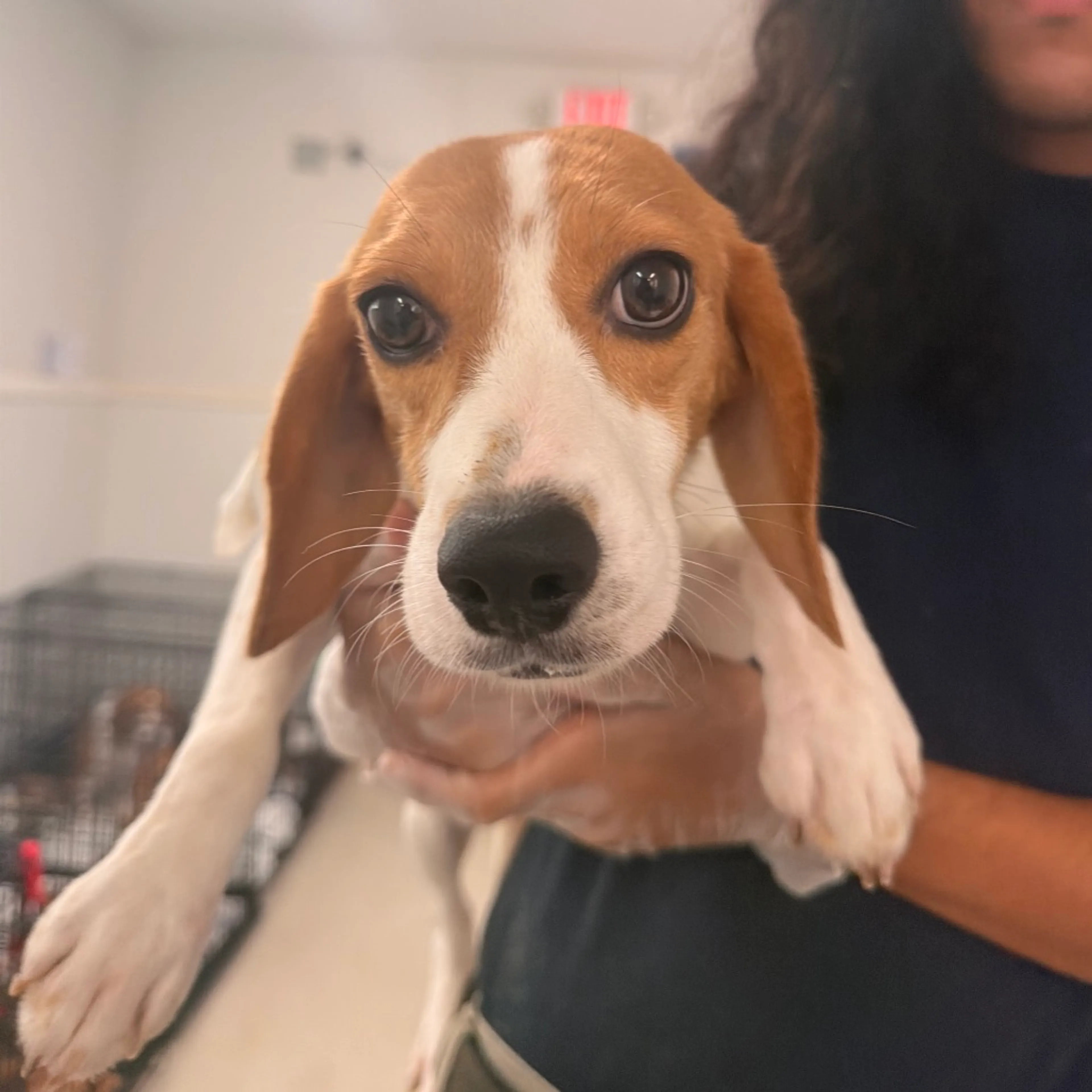 Found pet