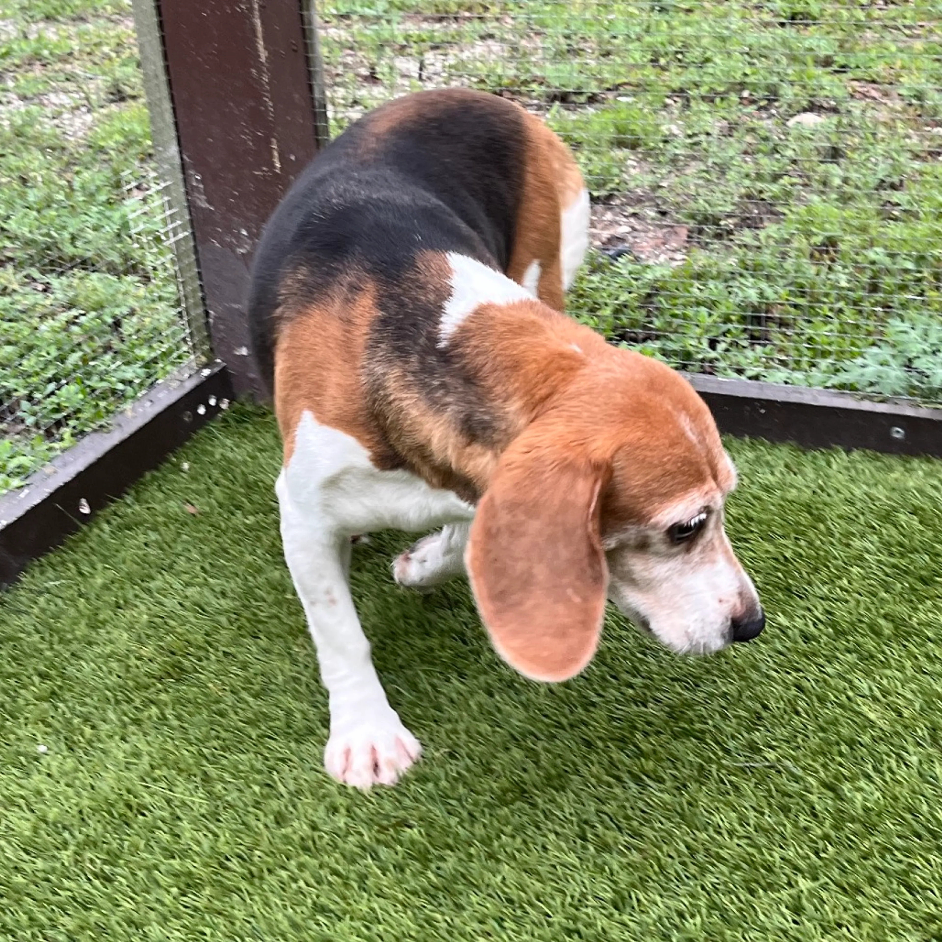 Found pet-2