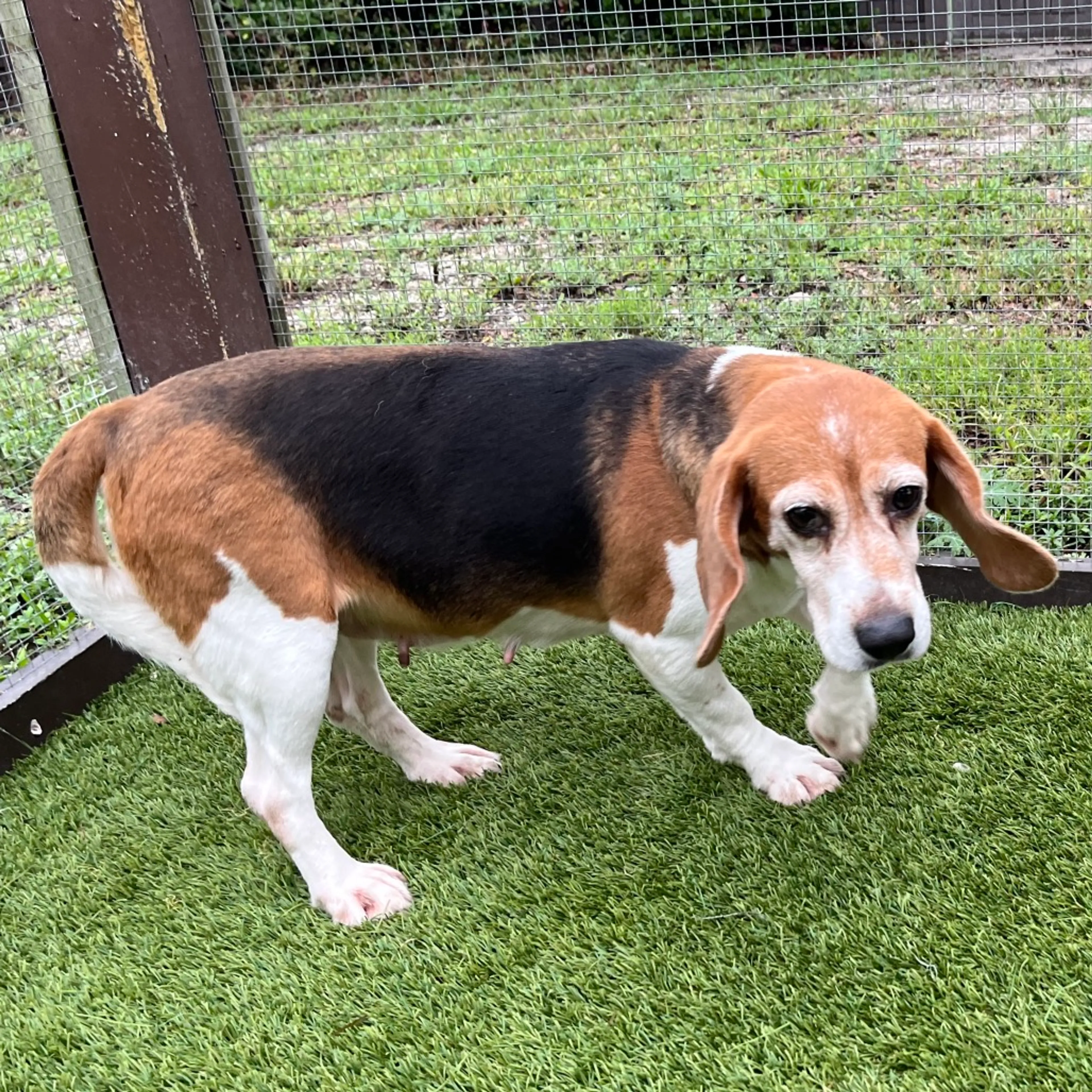 Found pet-1