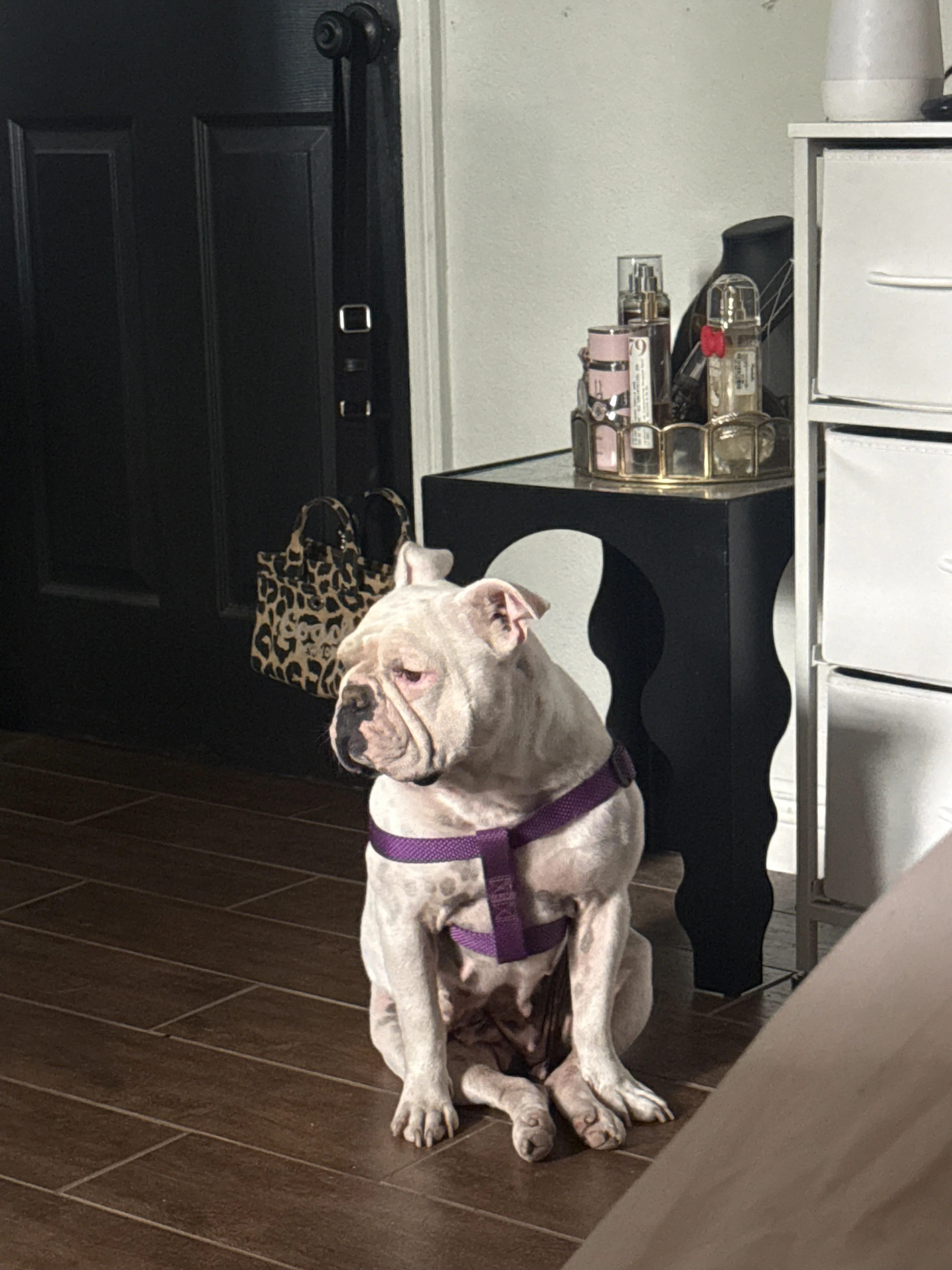 Lost pet