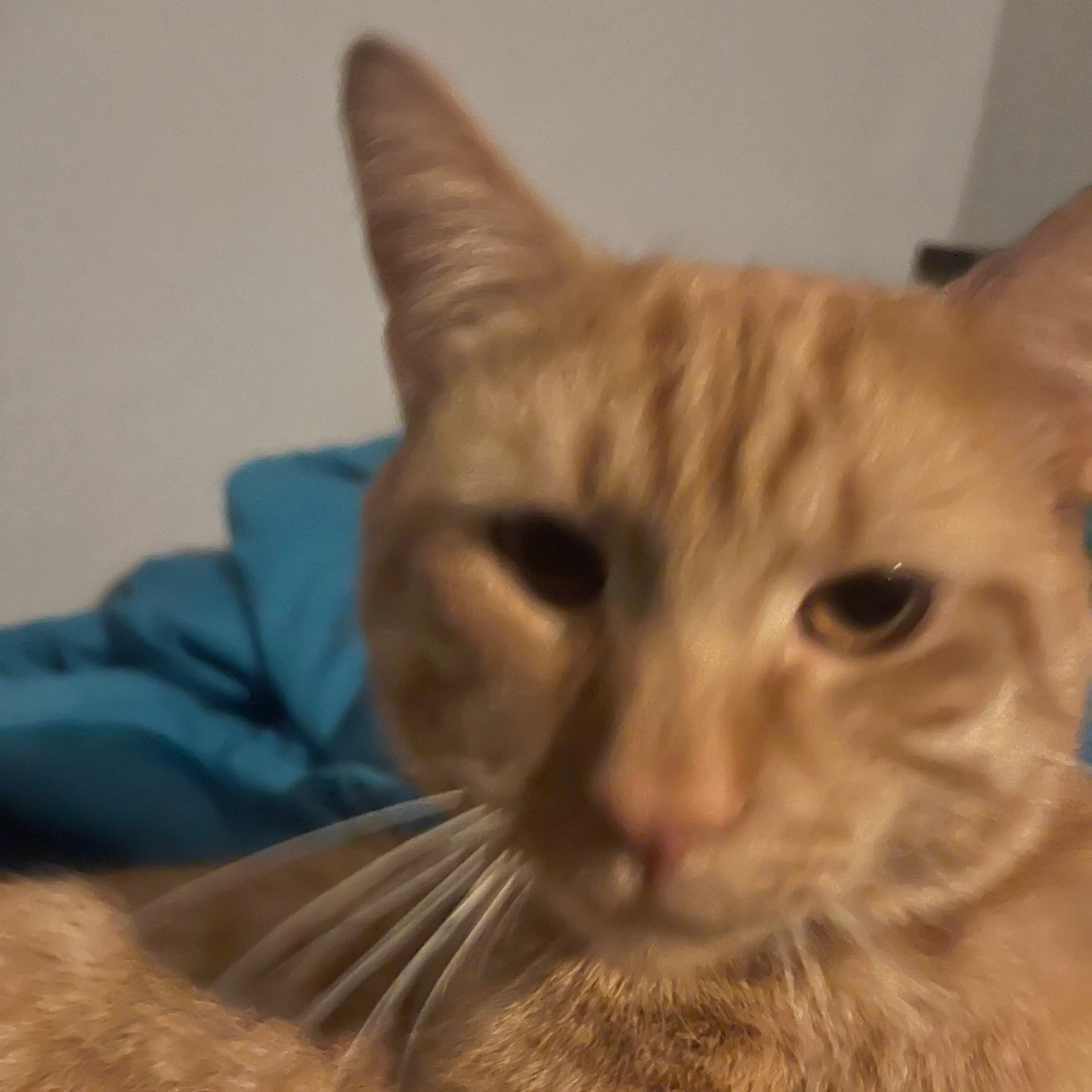 Lost pet-0