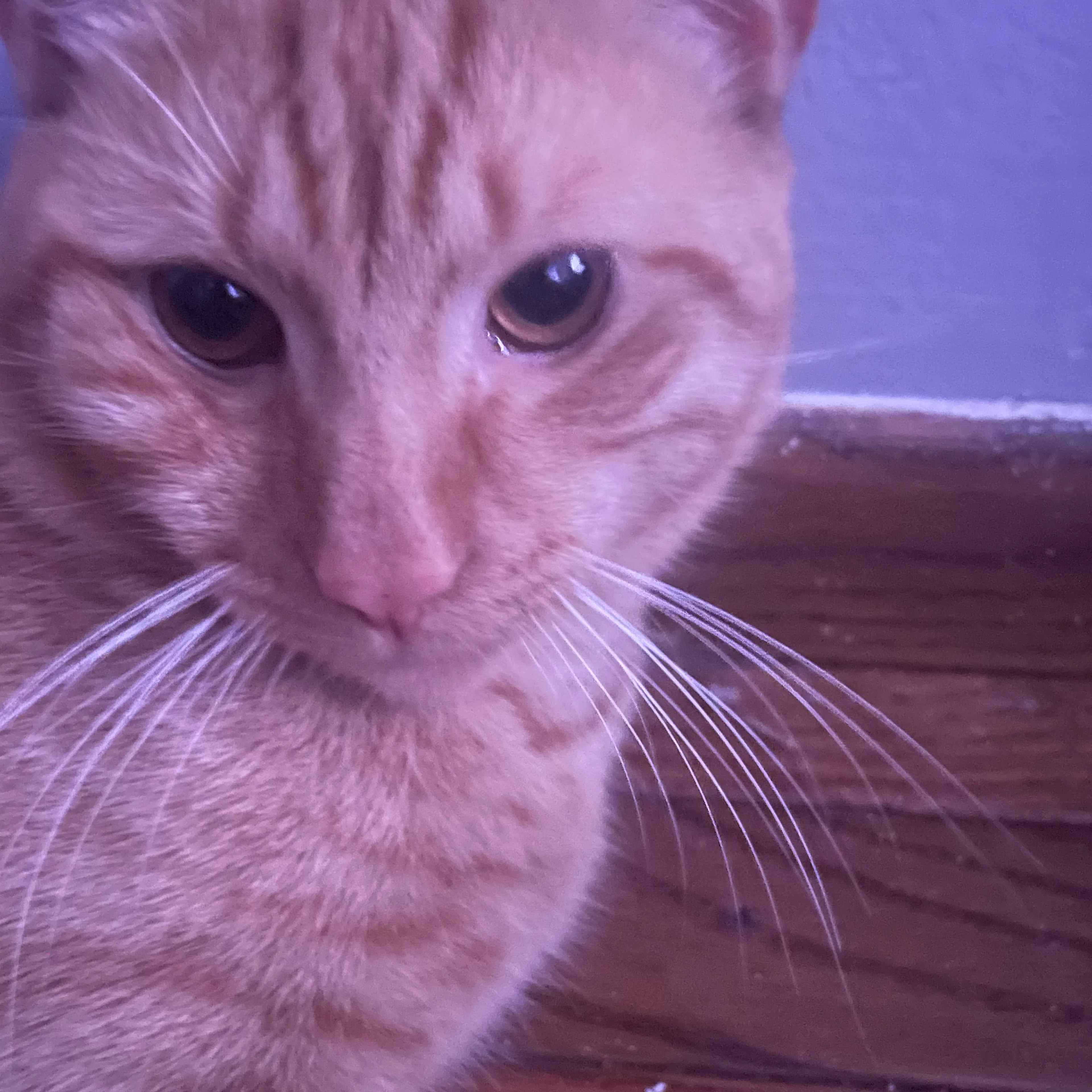 Lost pet-2