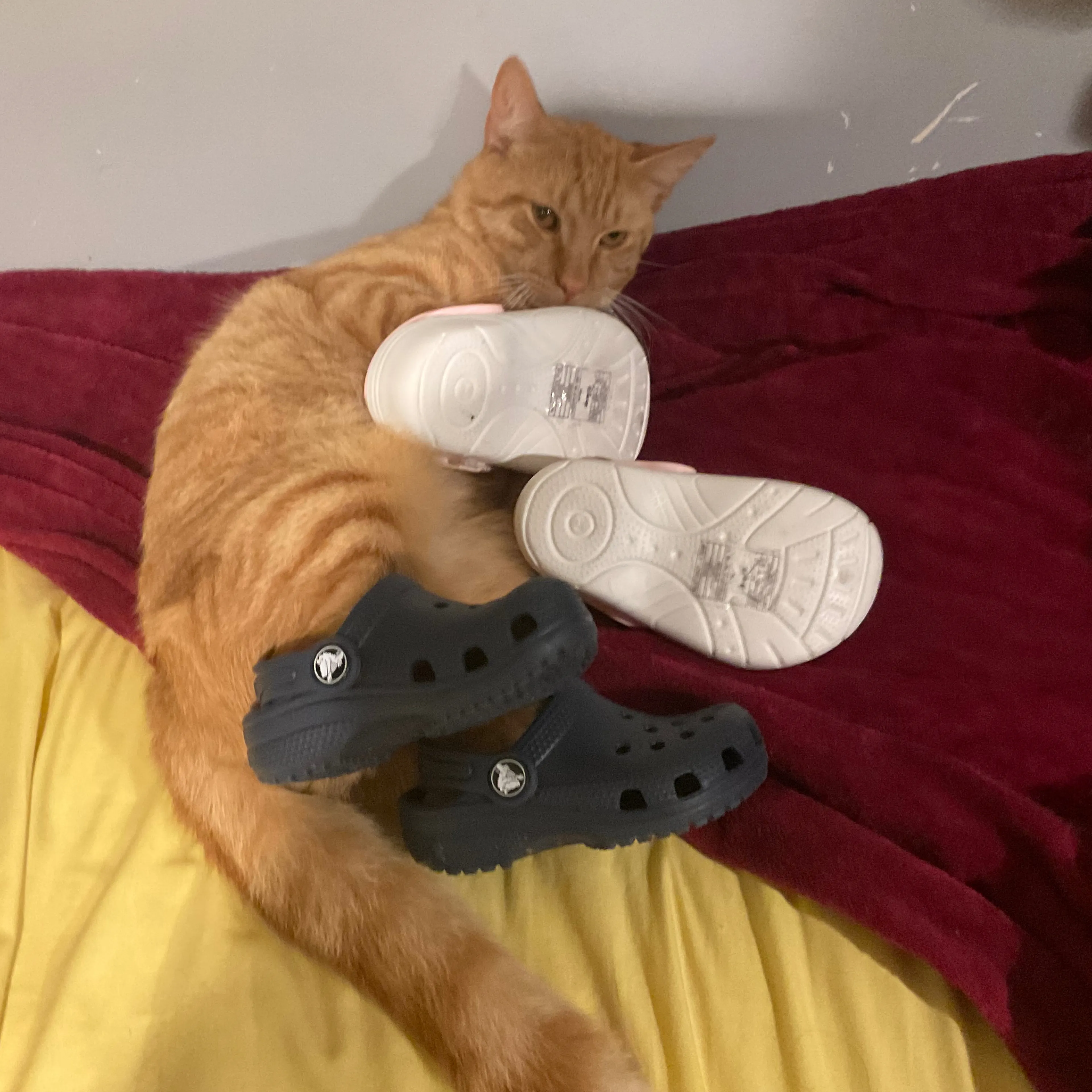 Lost pet-1