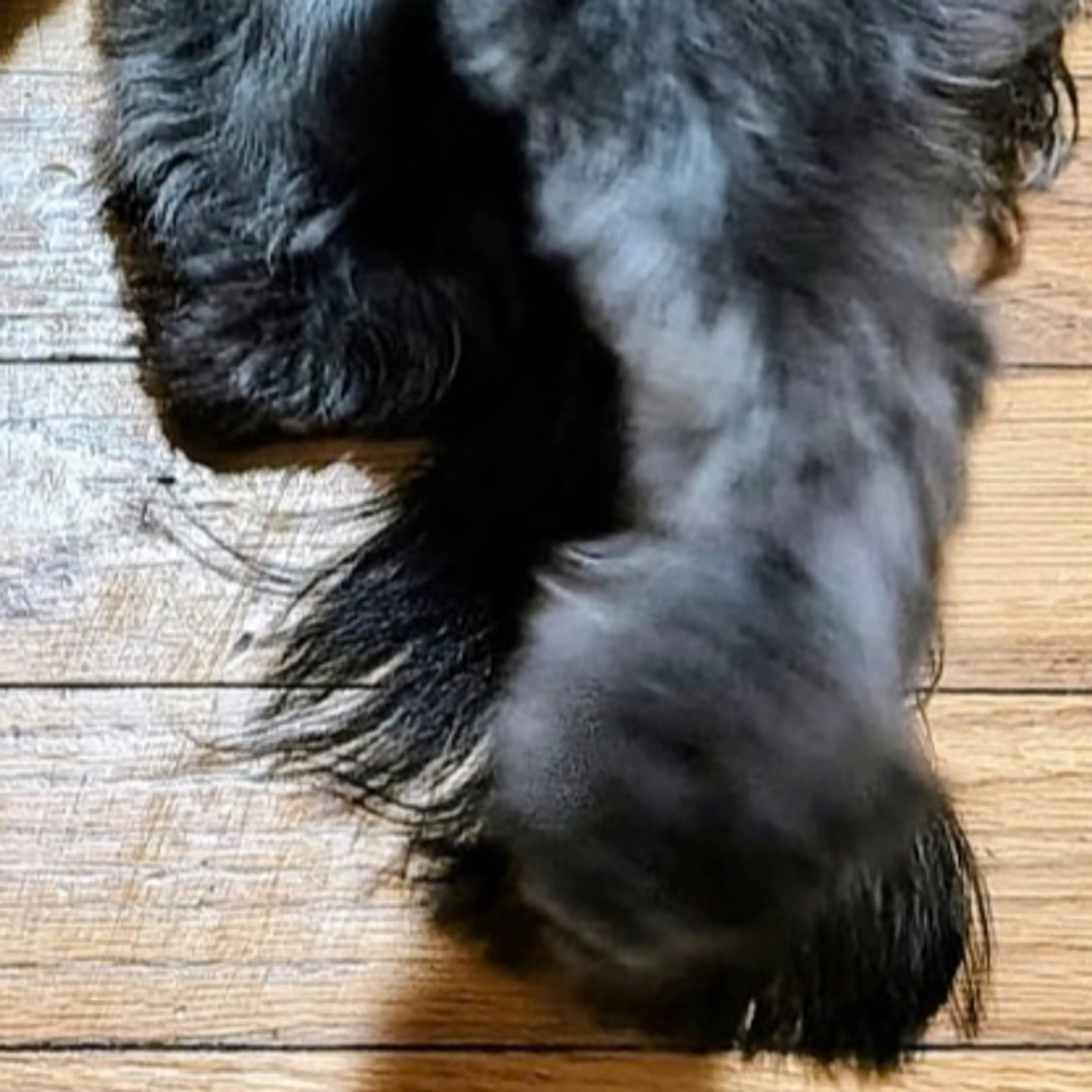 Lost pet-3
