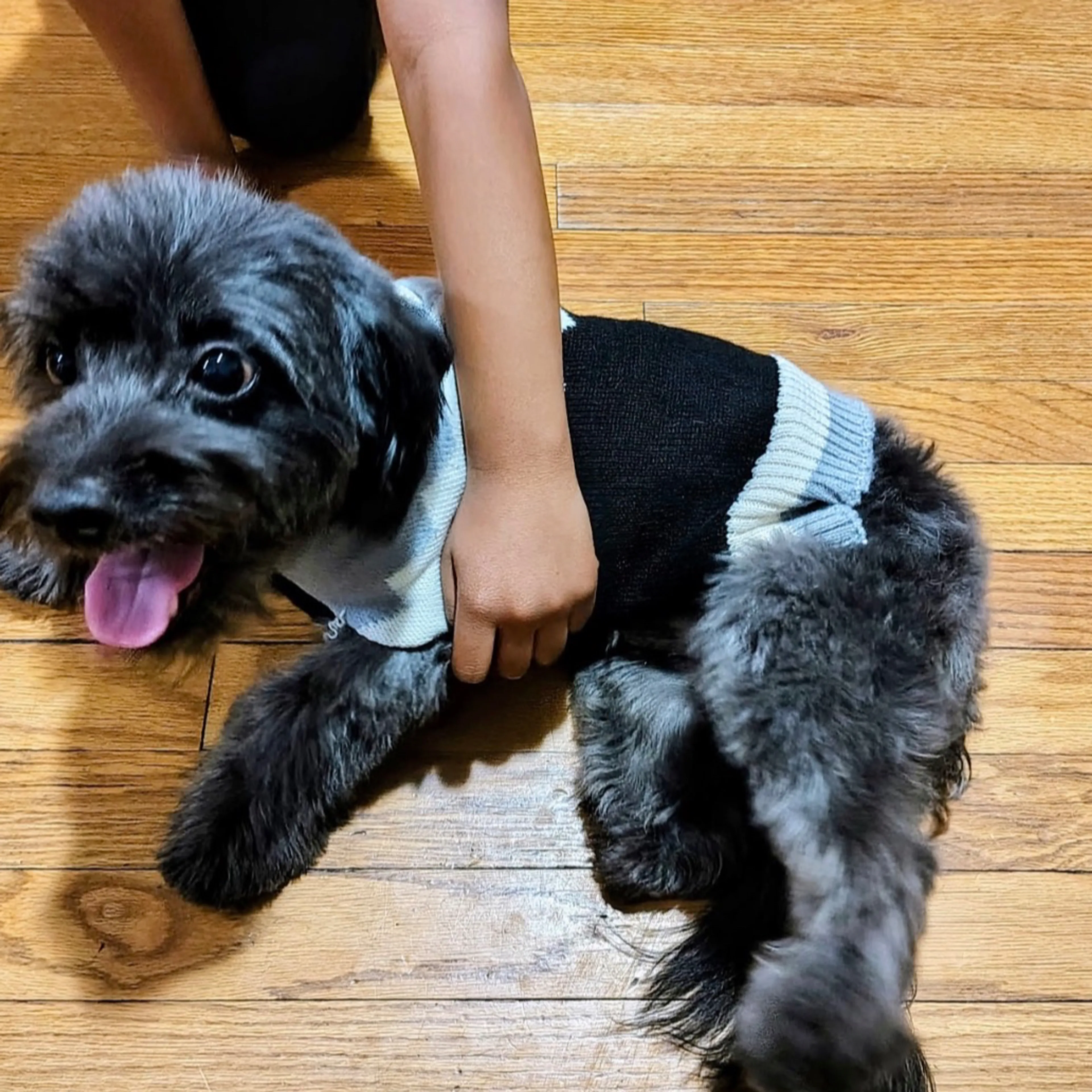 Lost pet-1
