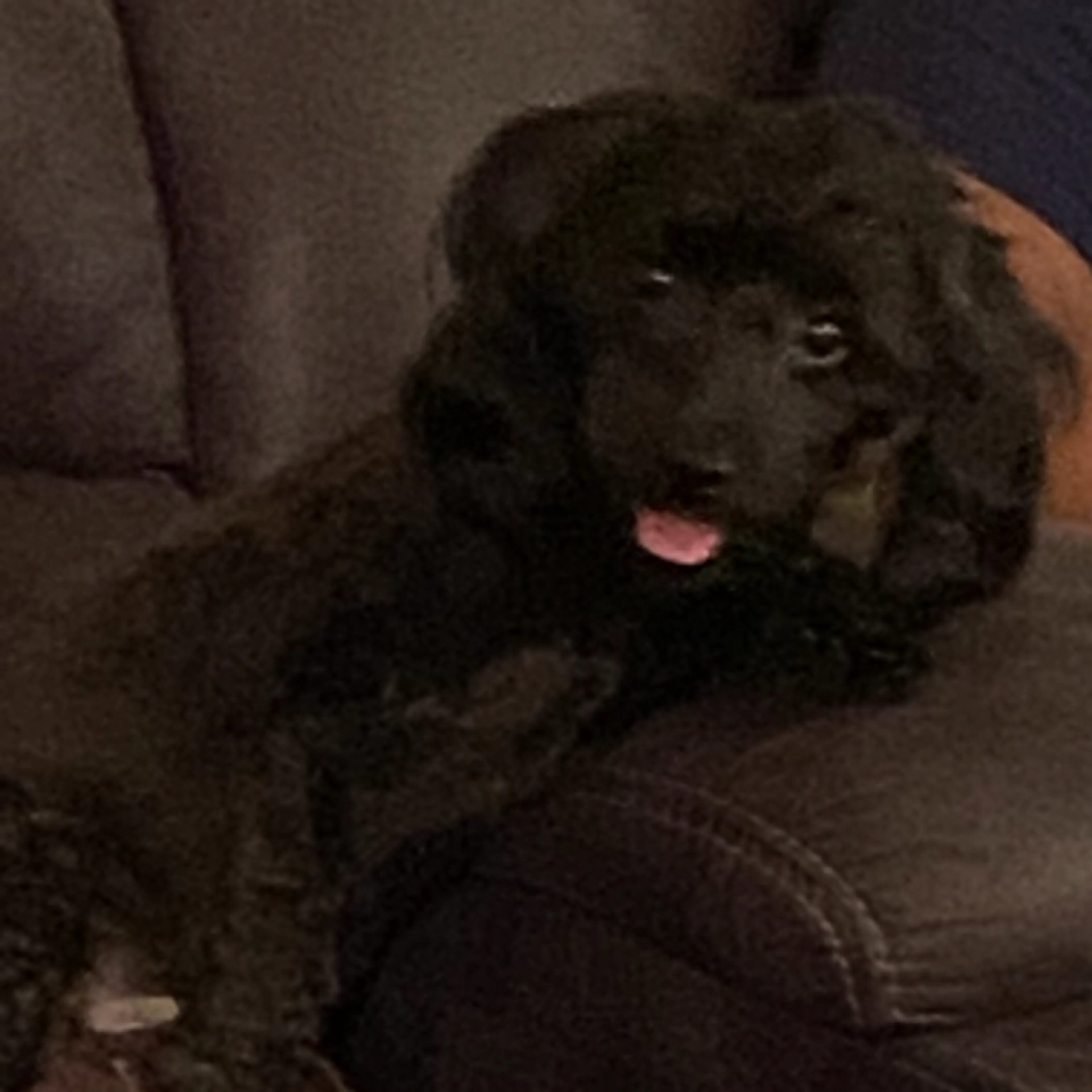 Lost pet-2