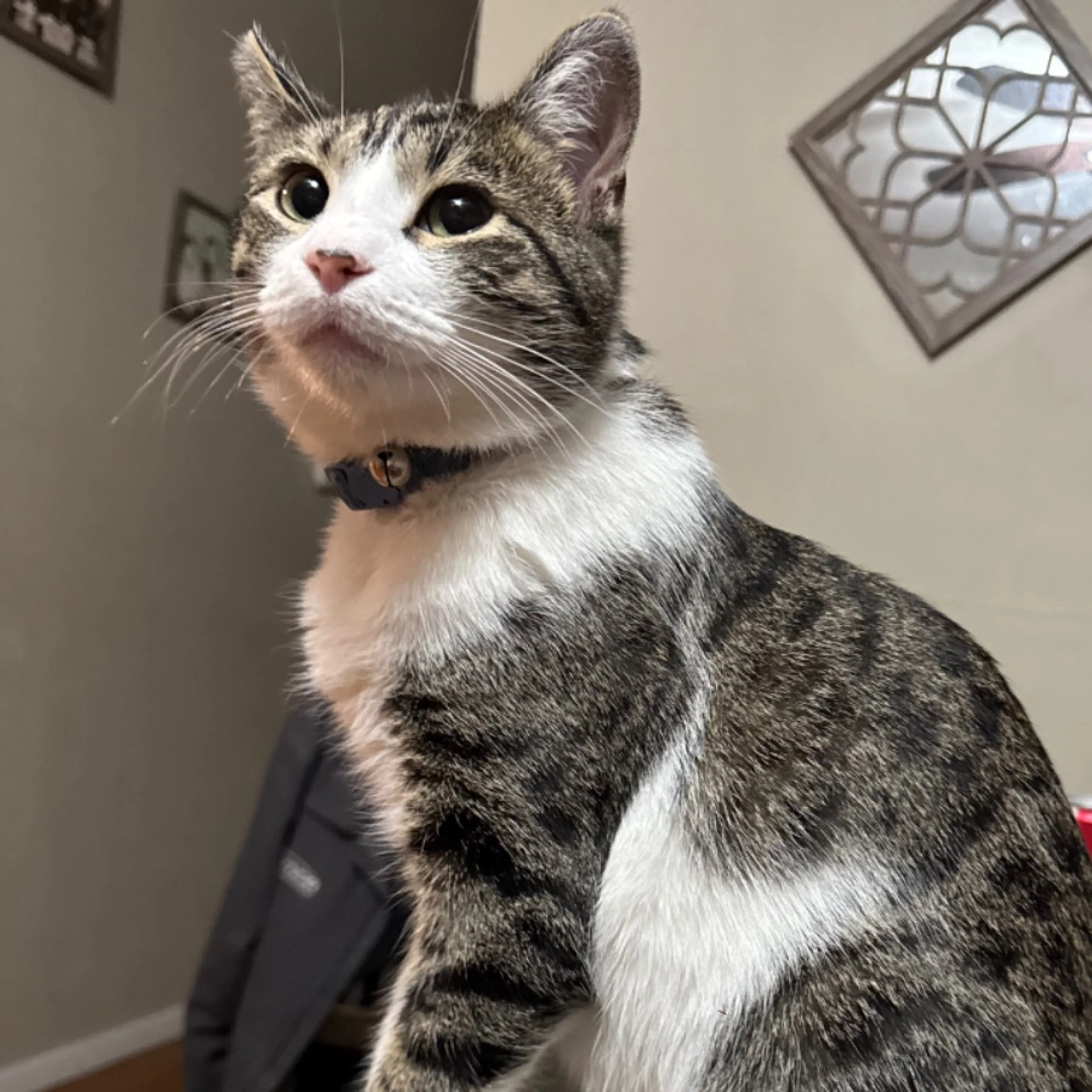 Lost pet