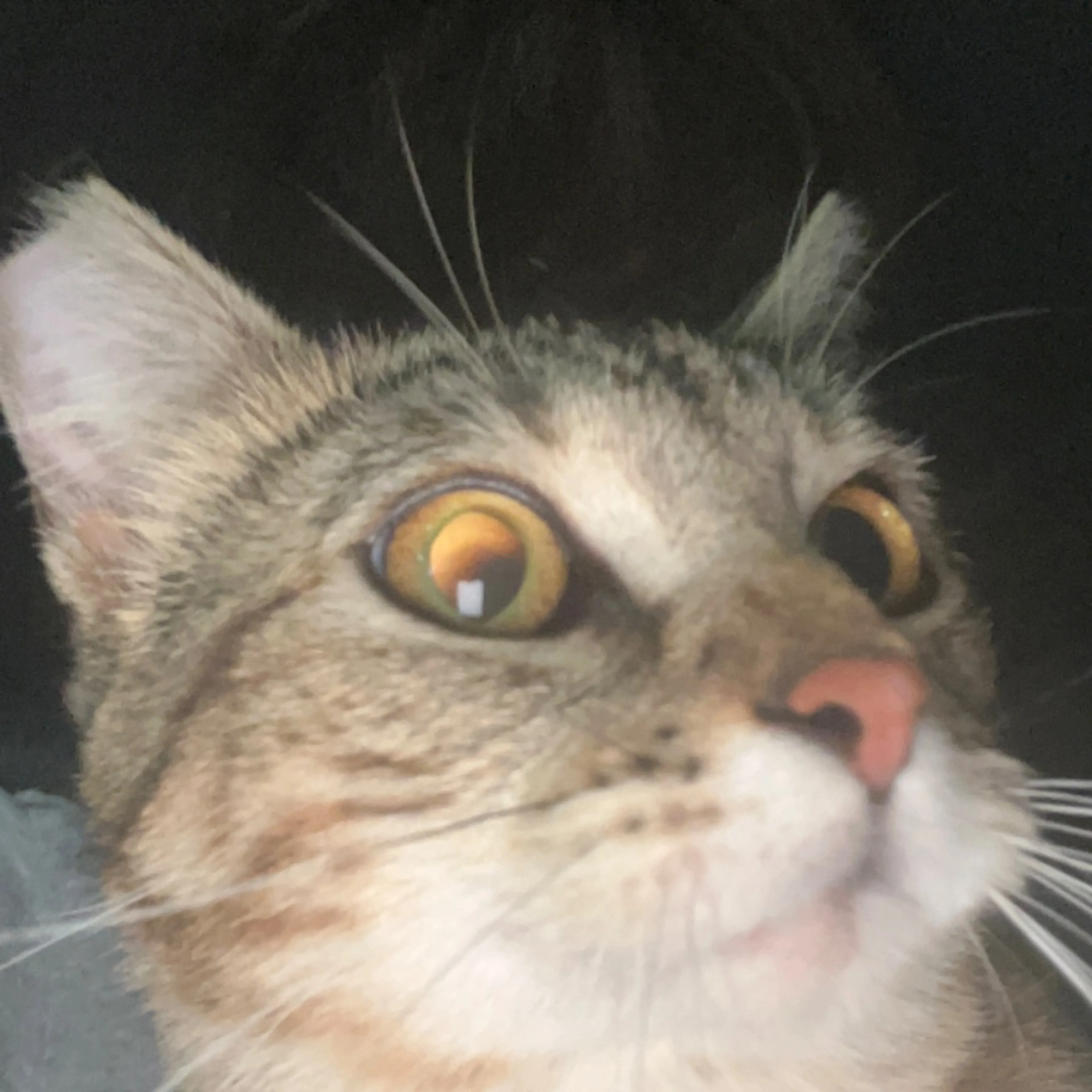 Found pet