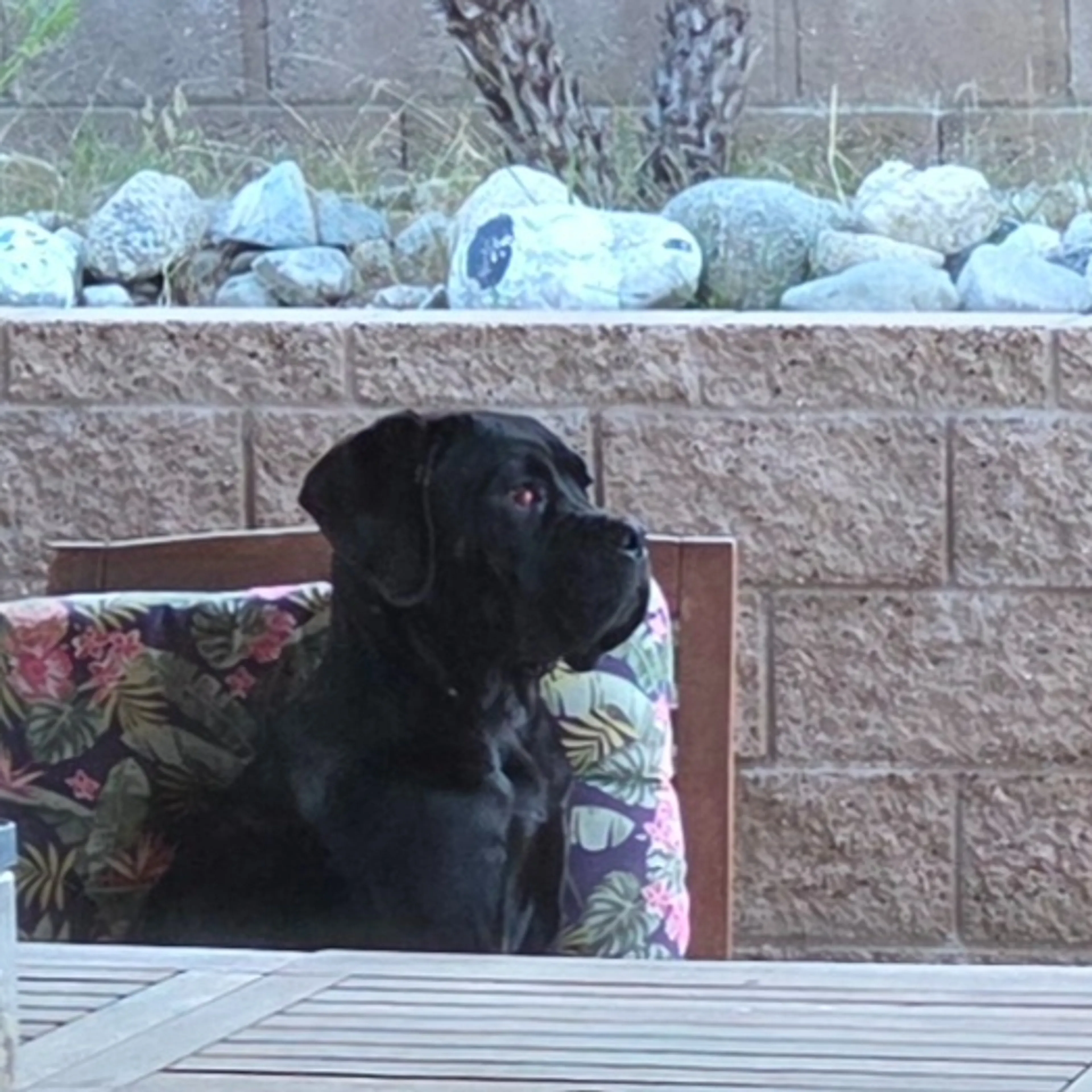 Found pet-2