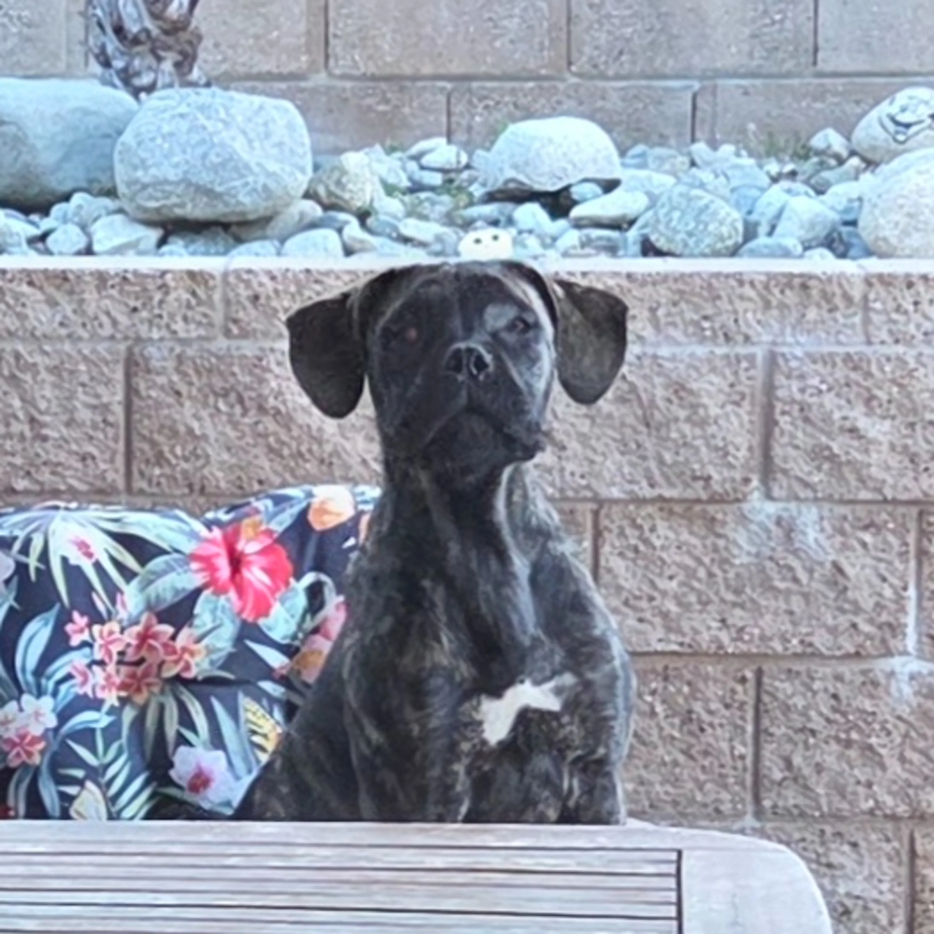 Found pet-1