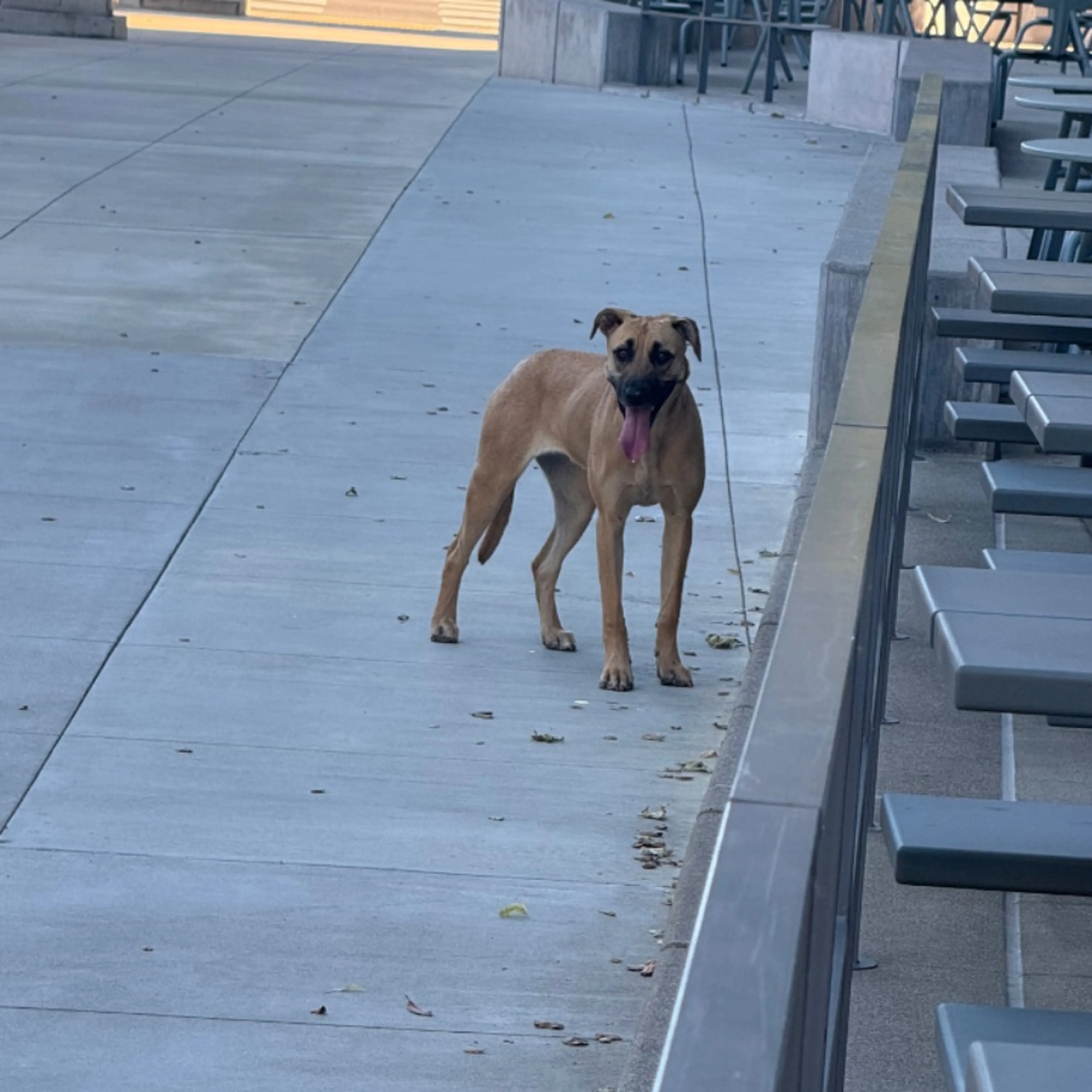 Found pet-0