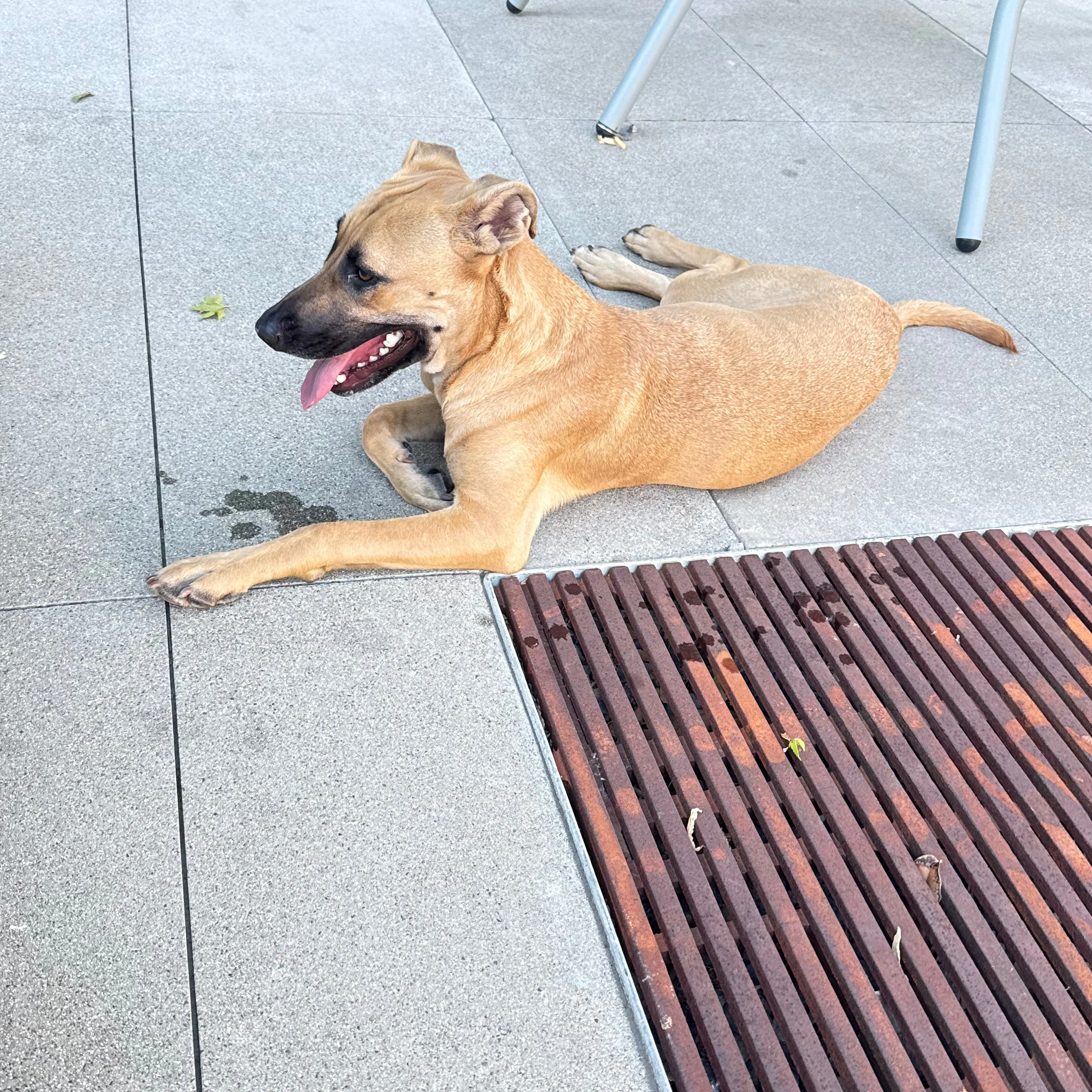 Found pet-1