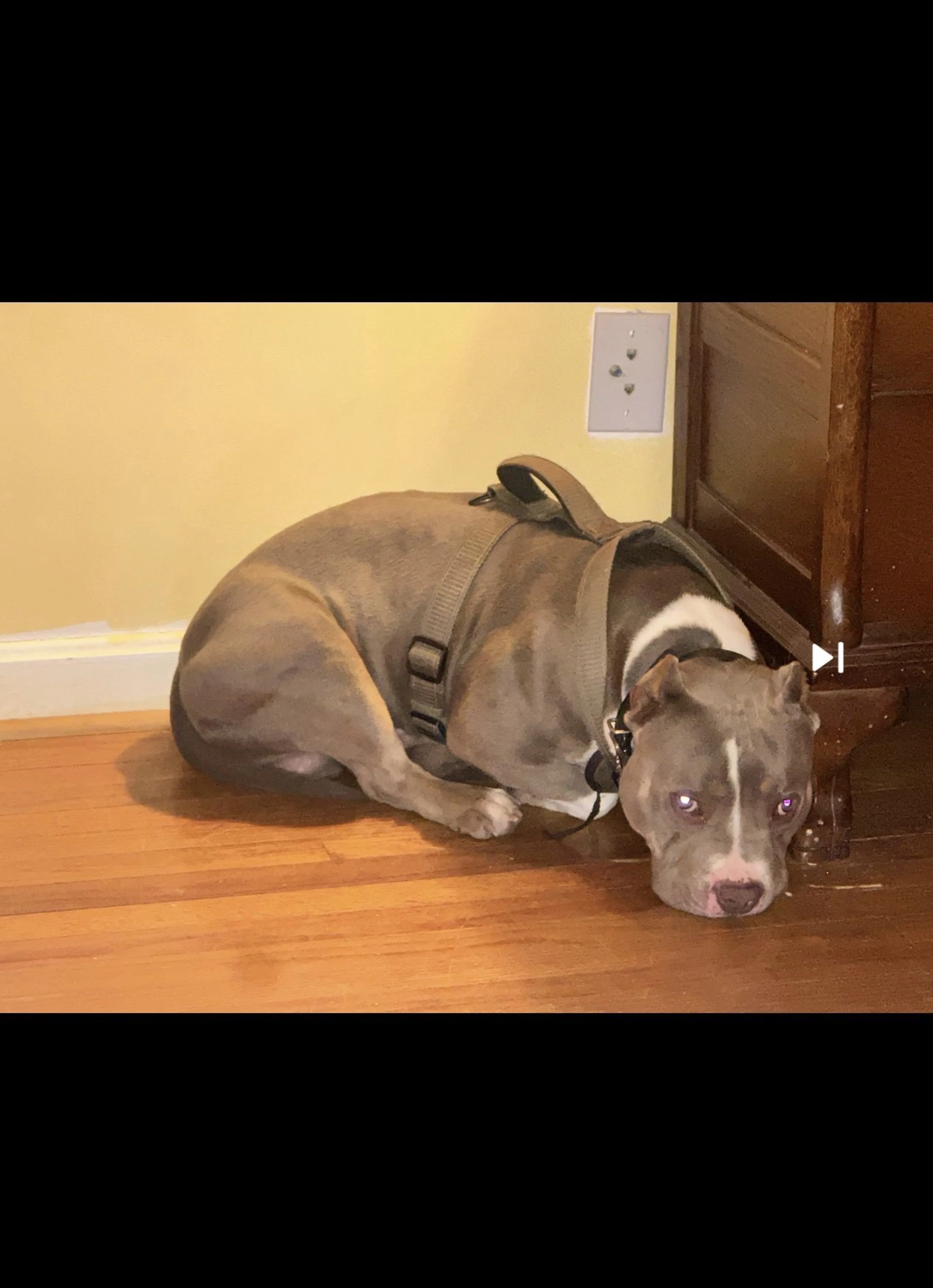 Lost pet