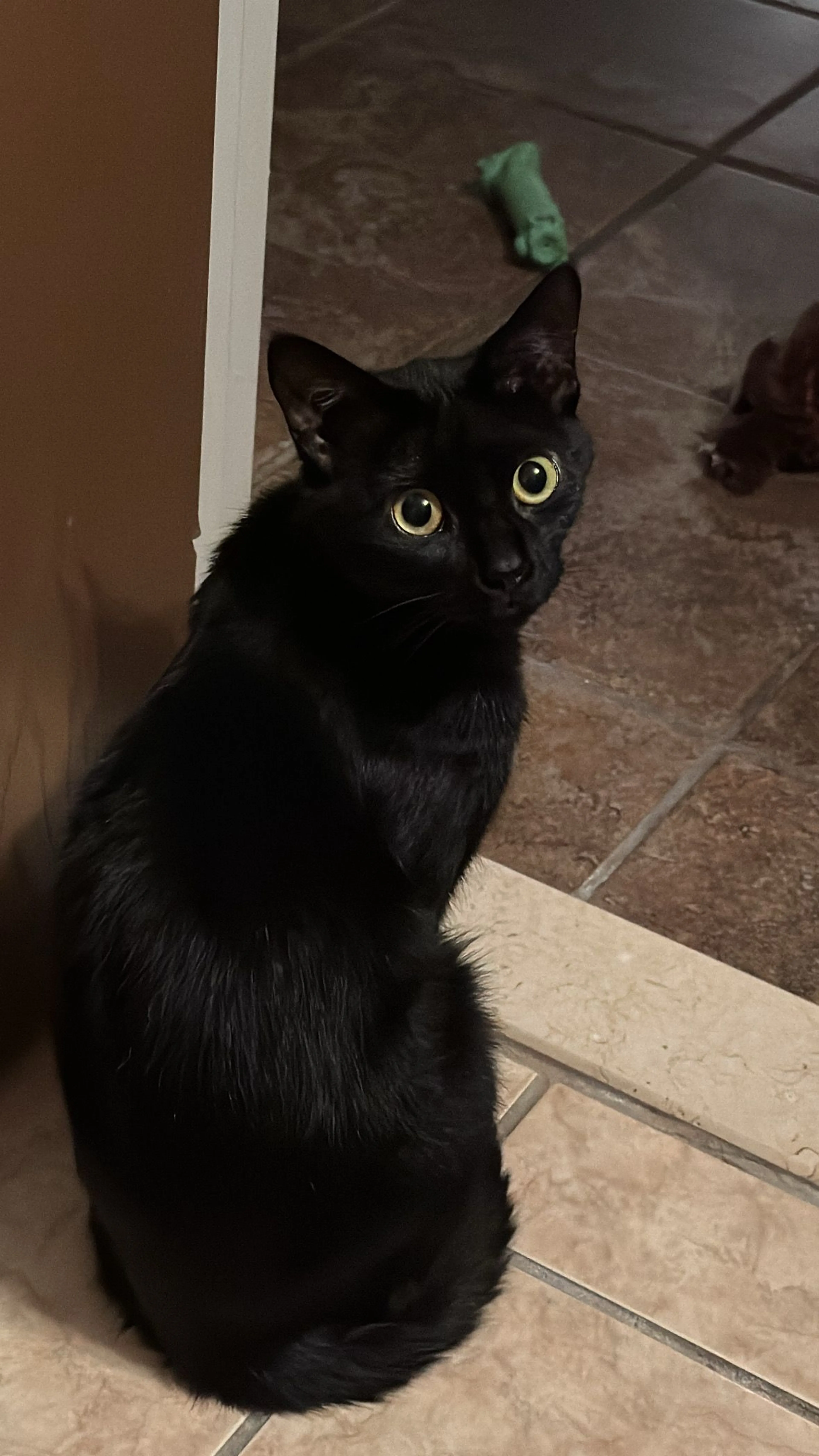 Lost pet