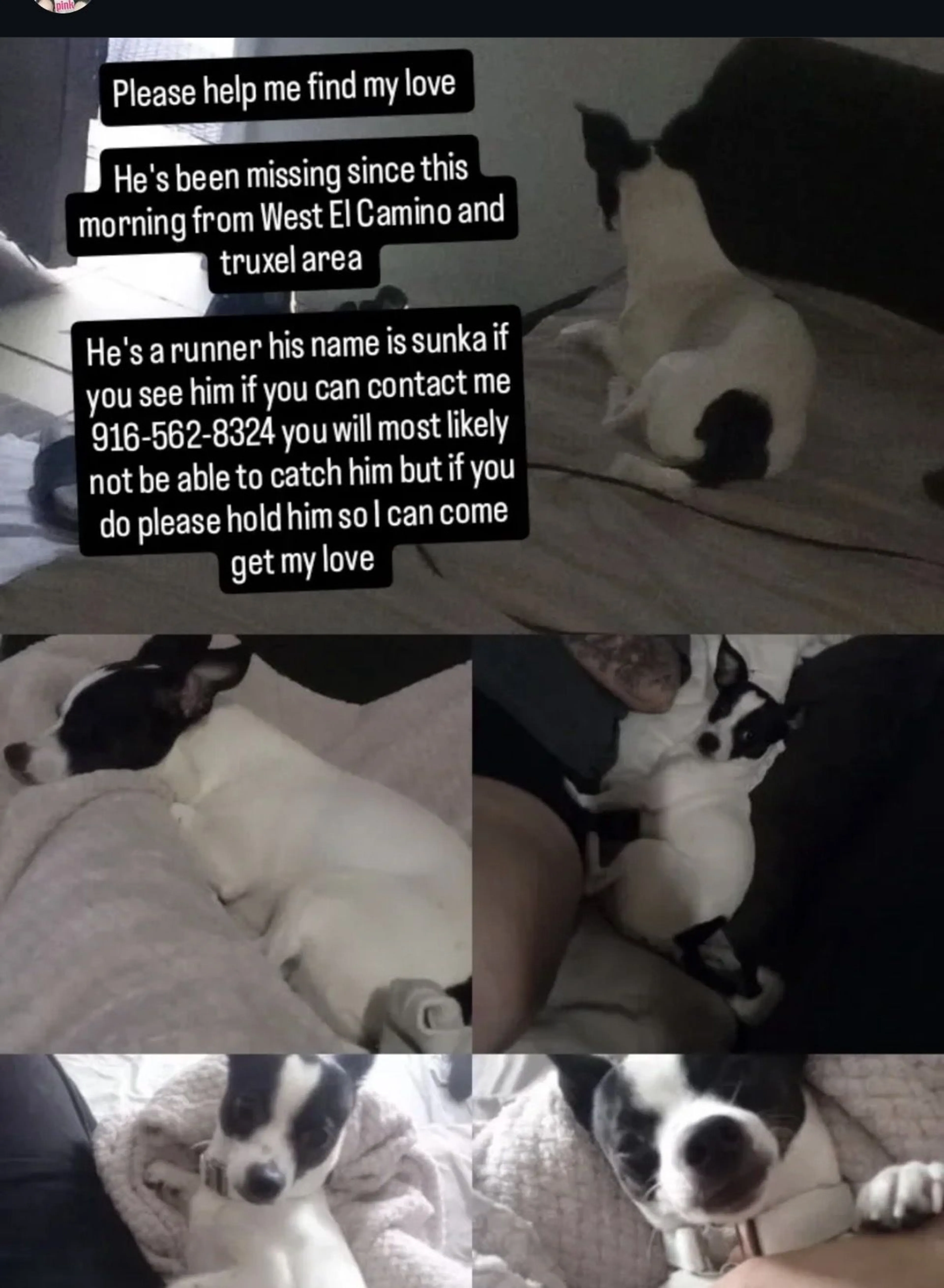 Lost pet