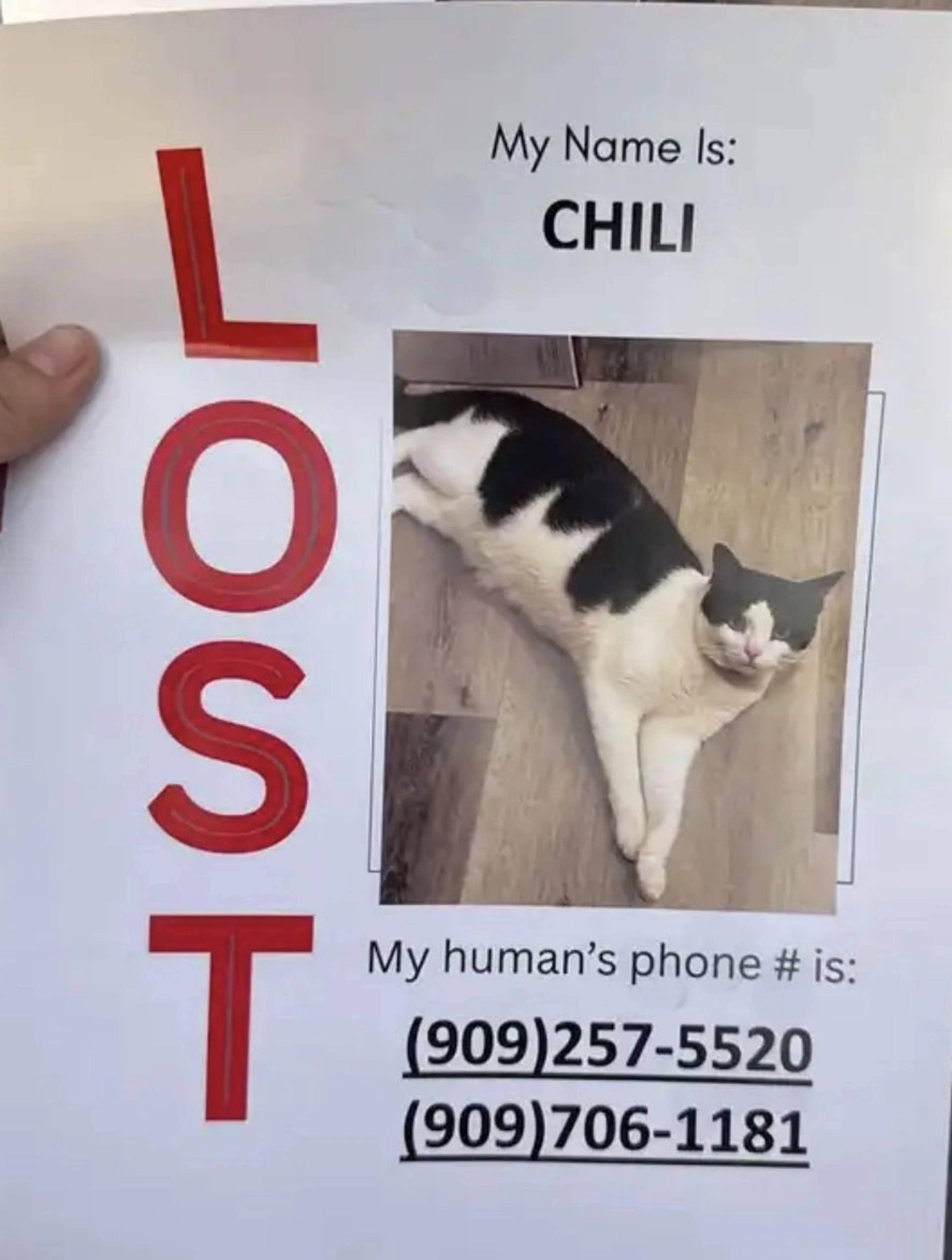 Lost pet
