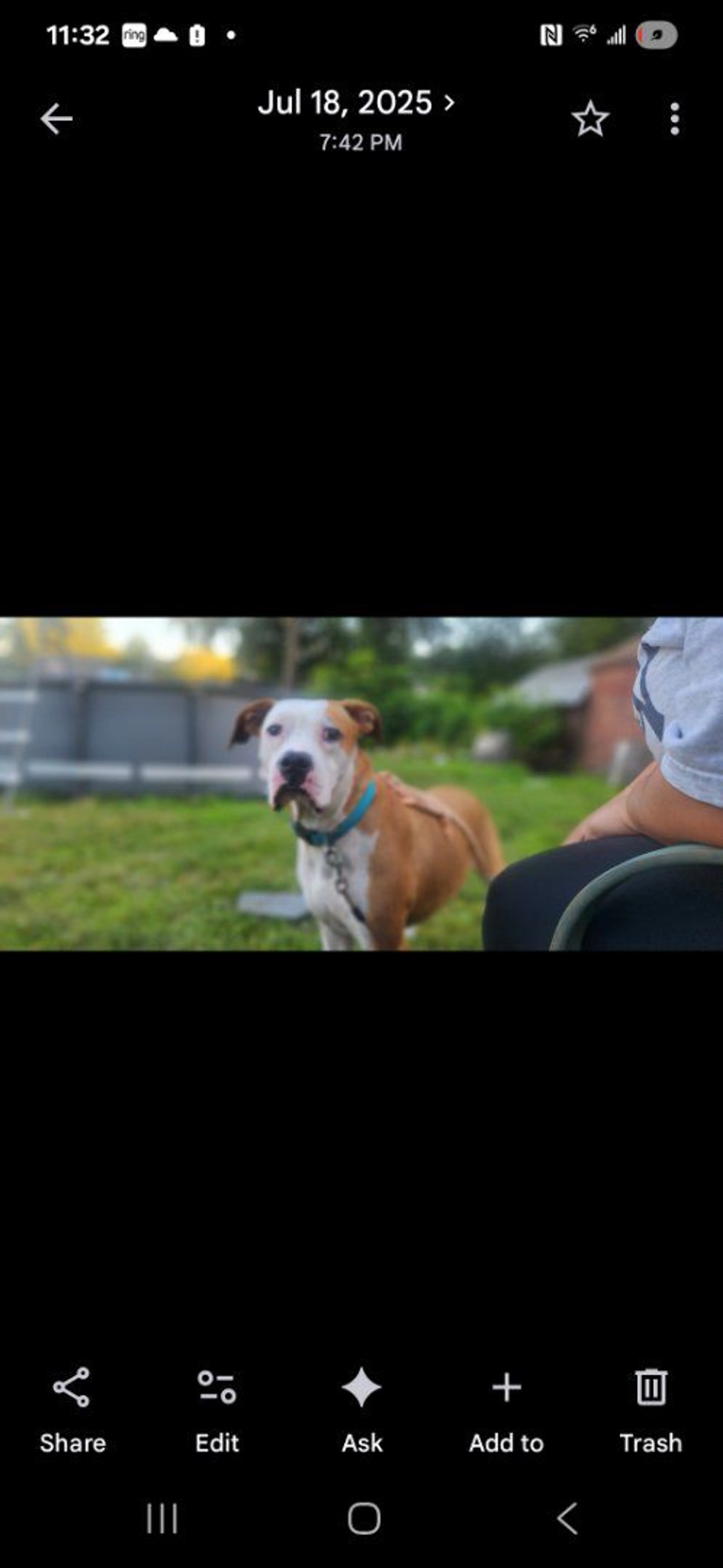 Lost pet