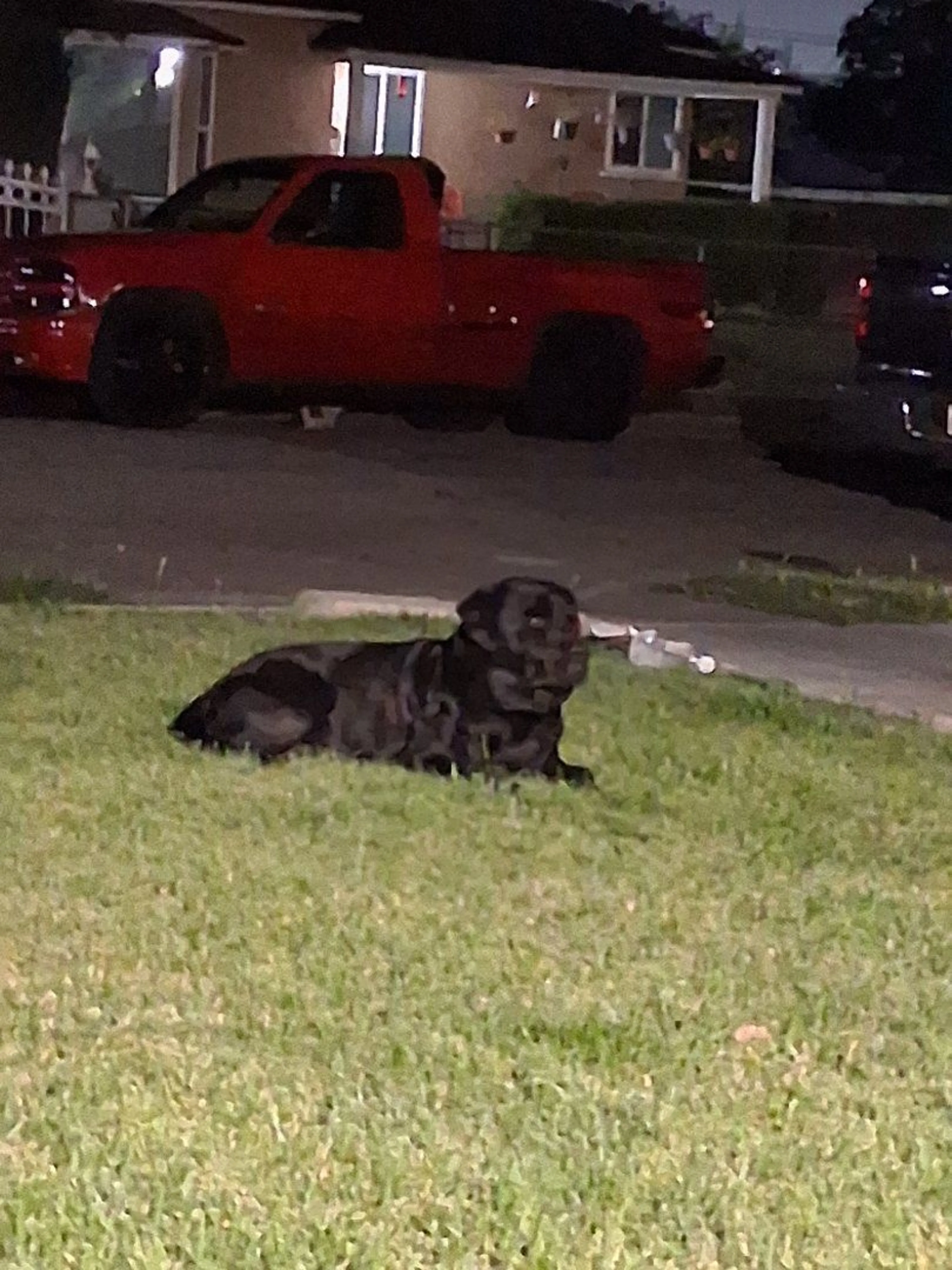 Lost pet-1