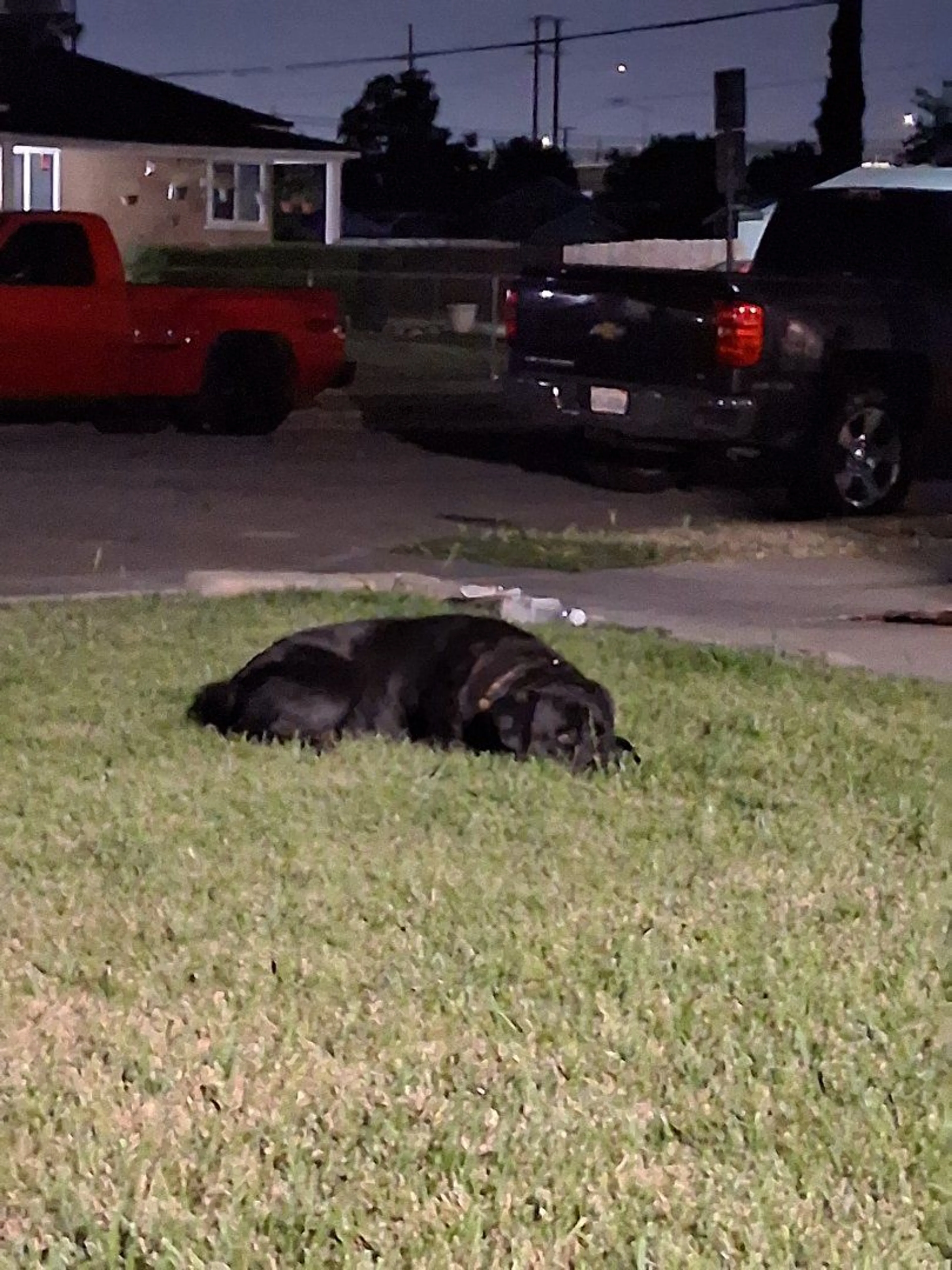 Lost pet-2