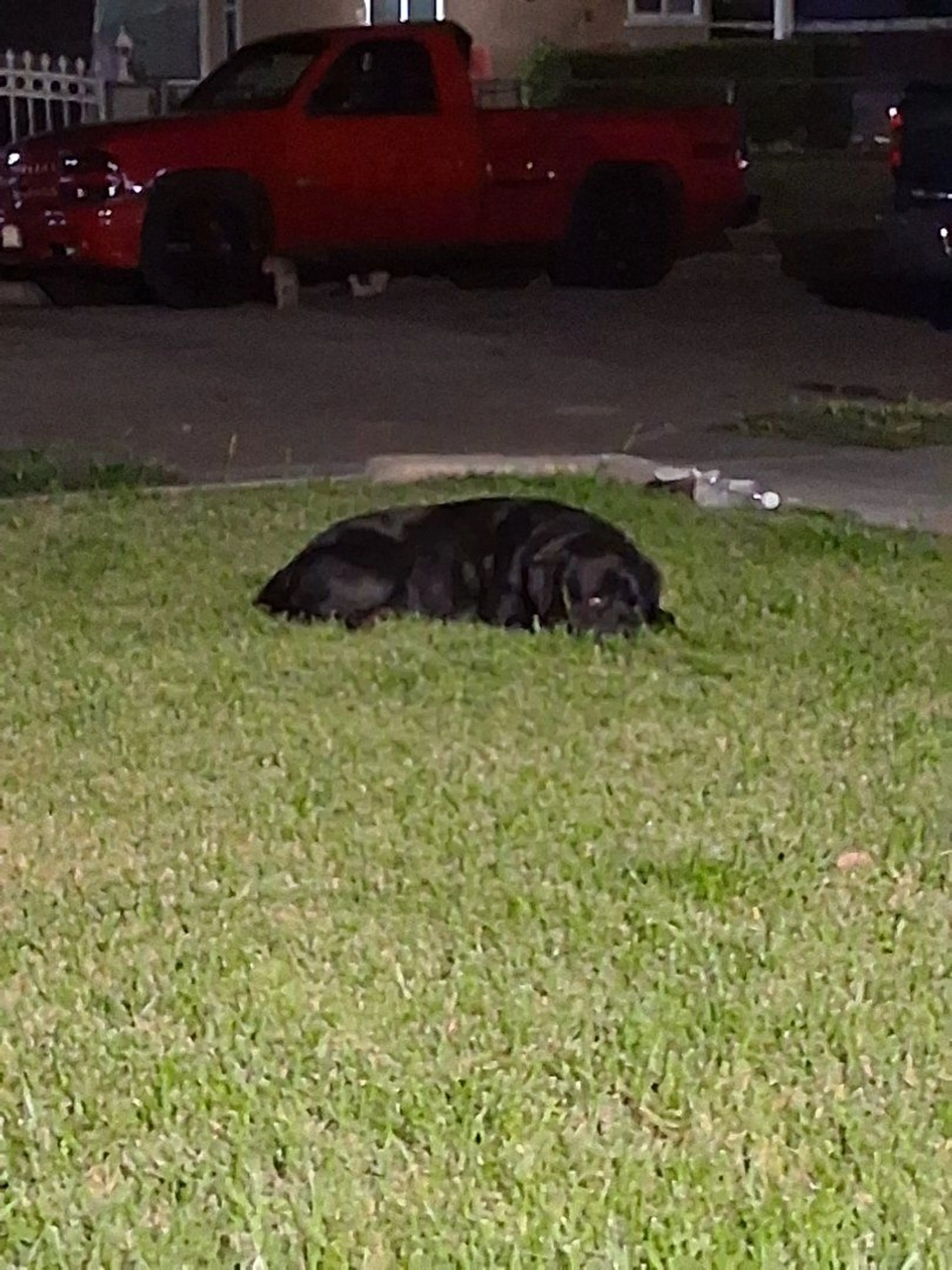 Lost pet-0