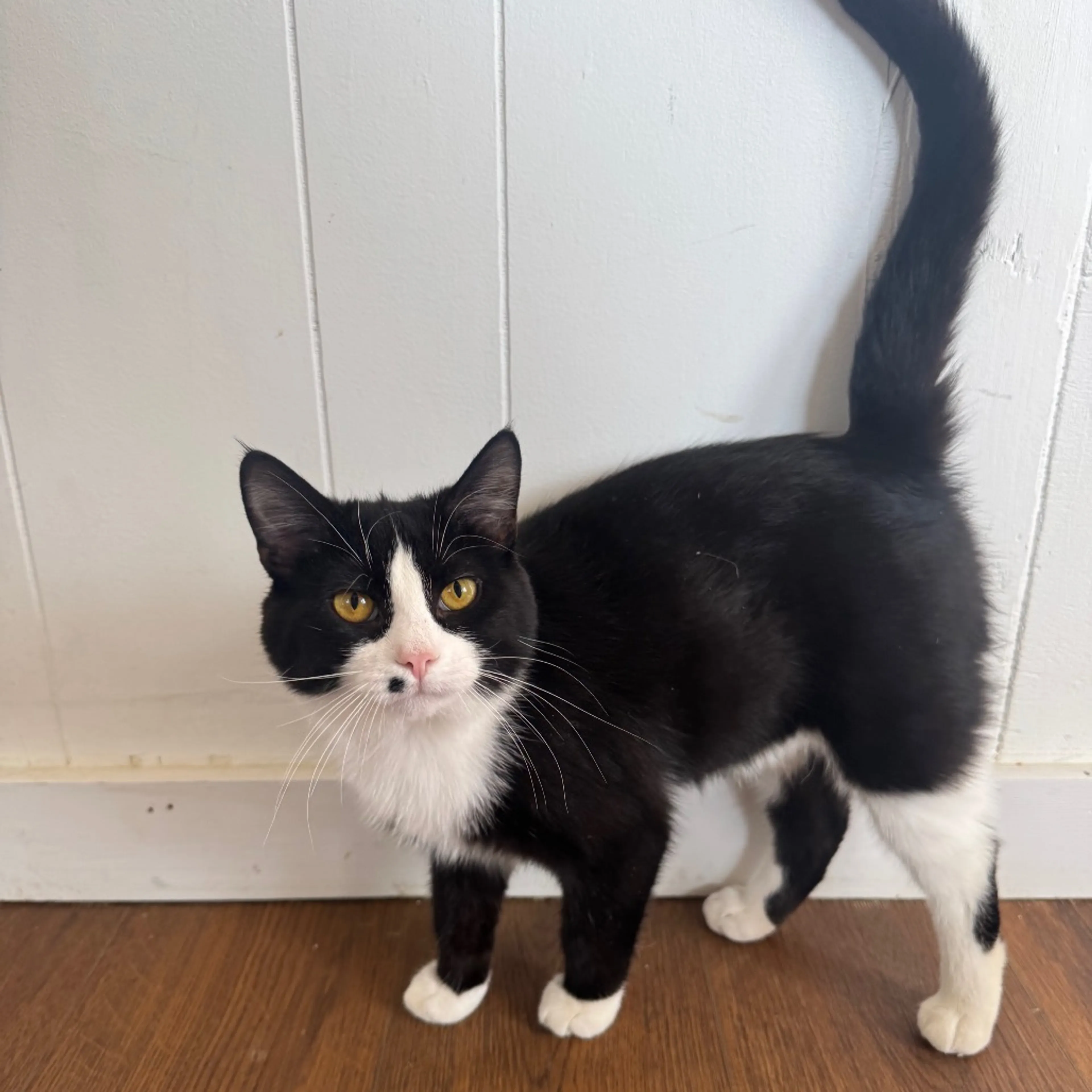 Found pet