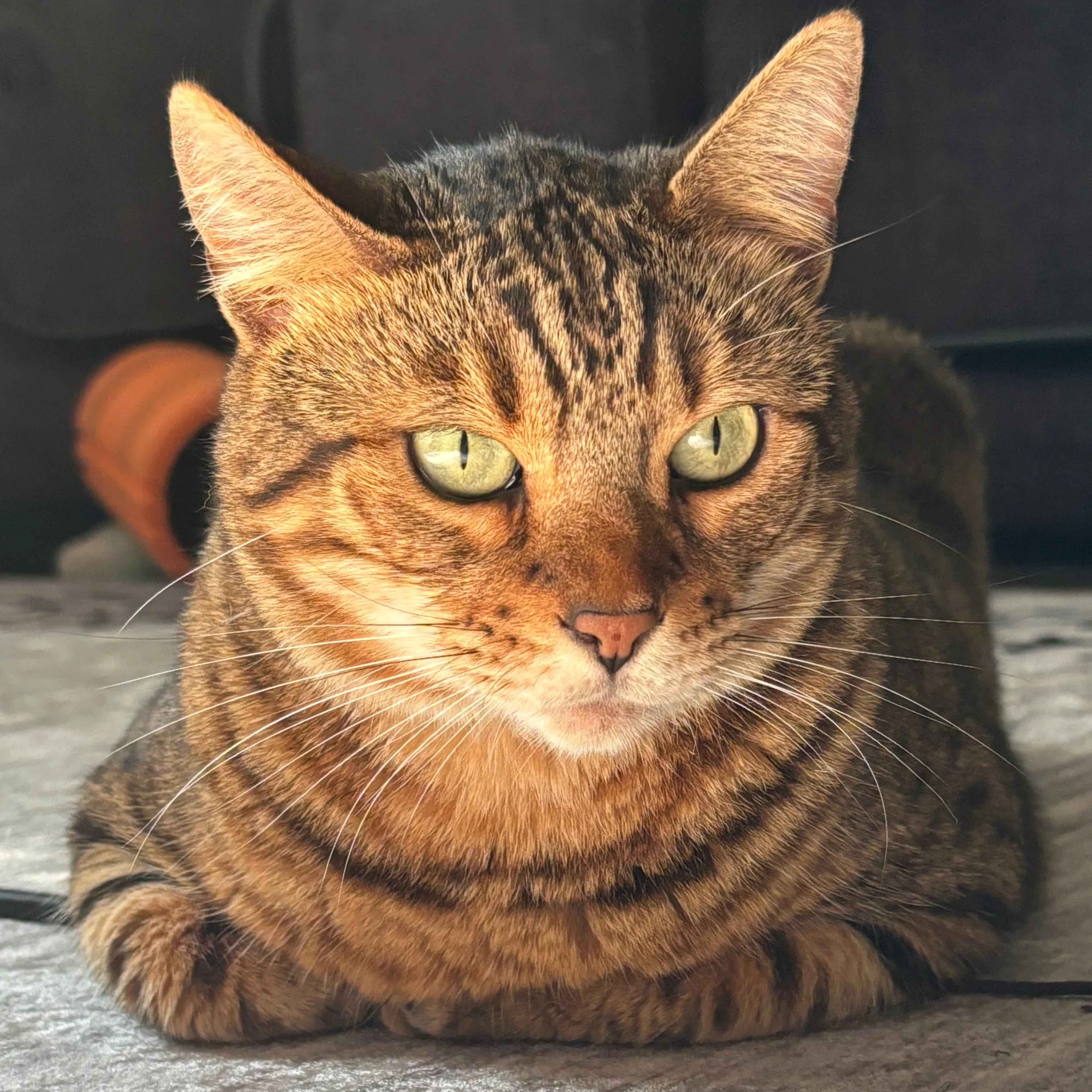 Lost pet-2