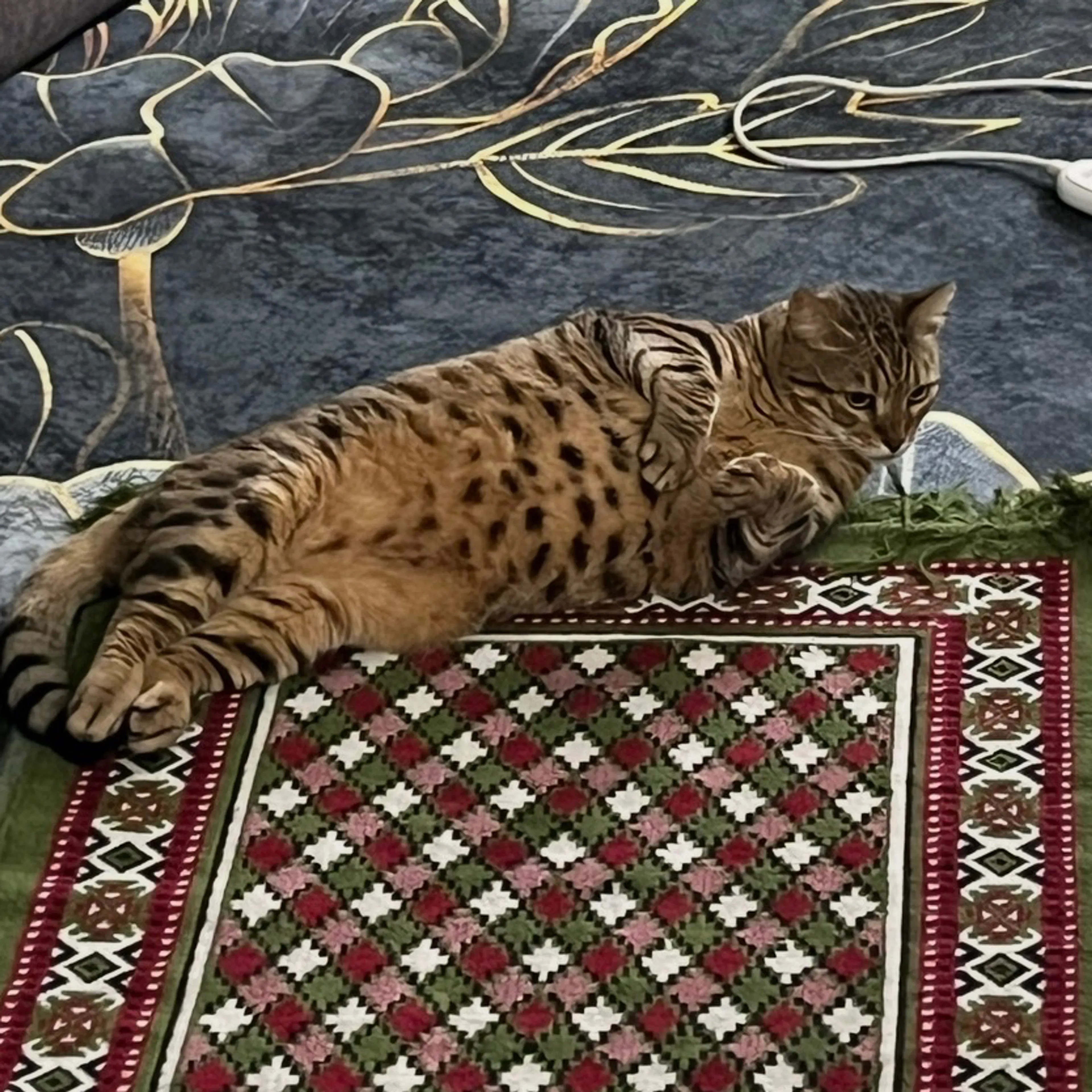 Lost pet-1