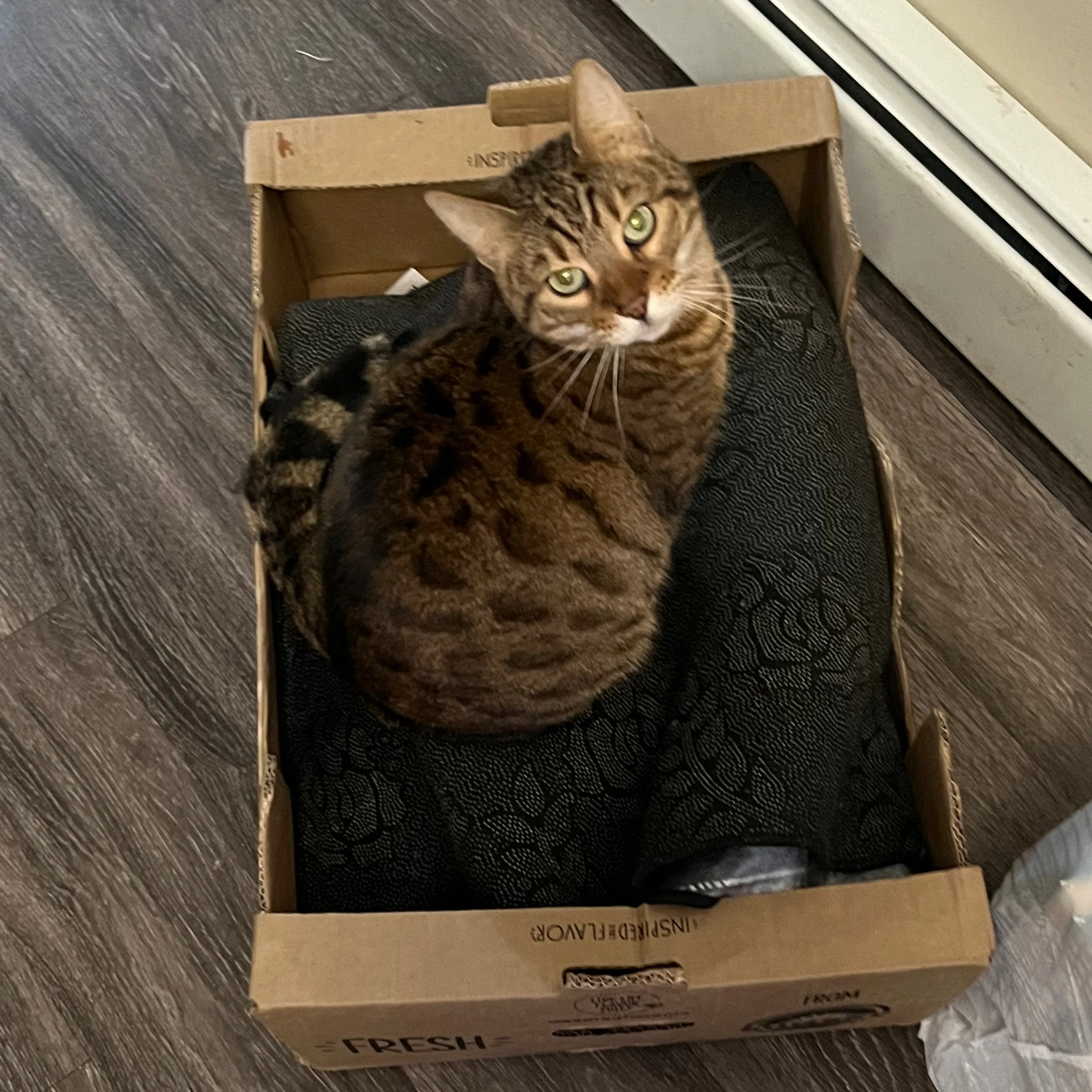Lost pet-3