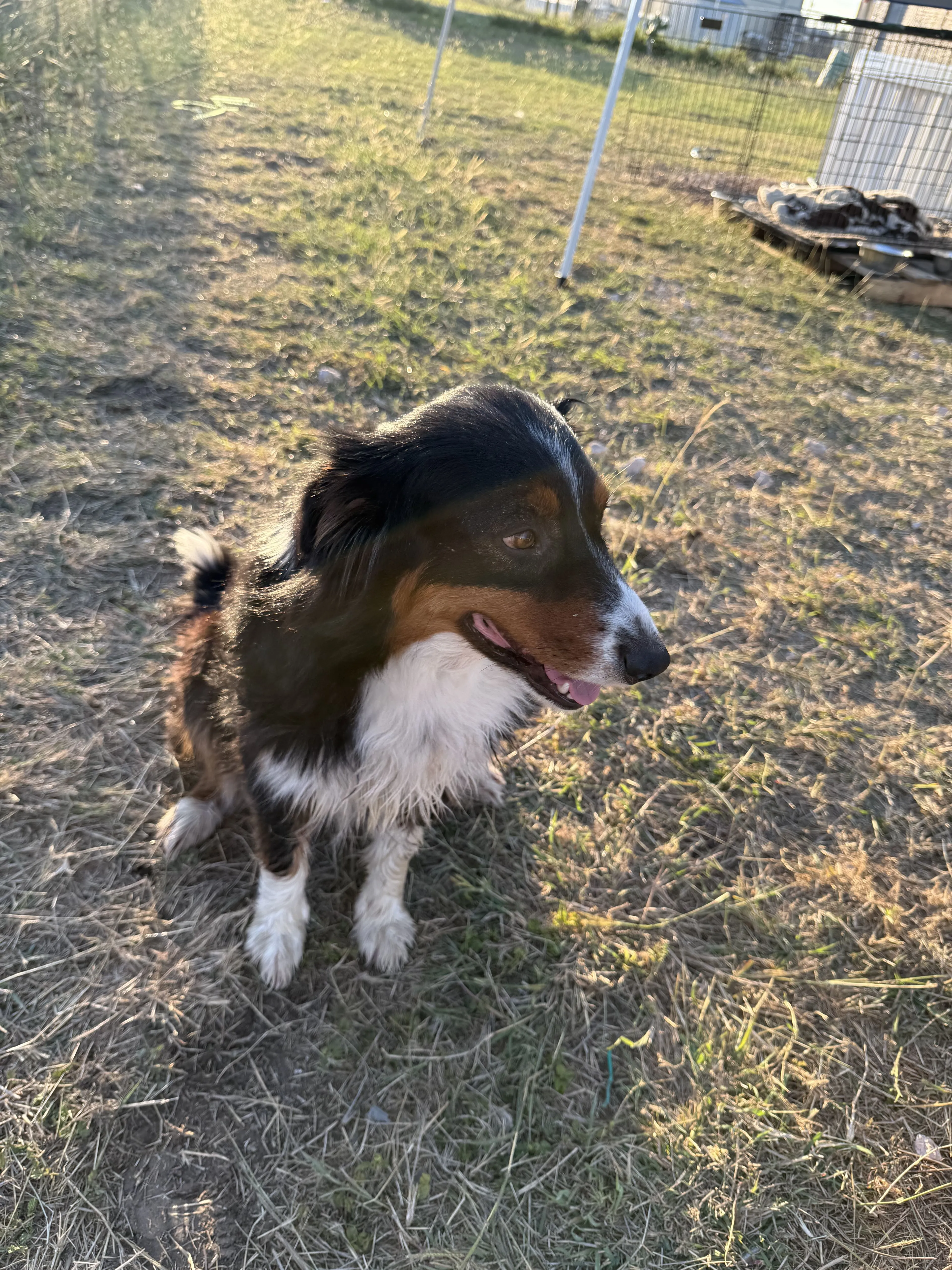 Lost pet