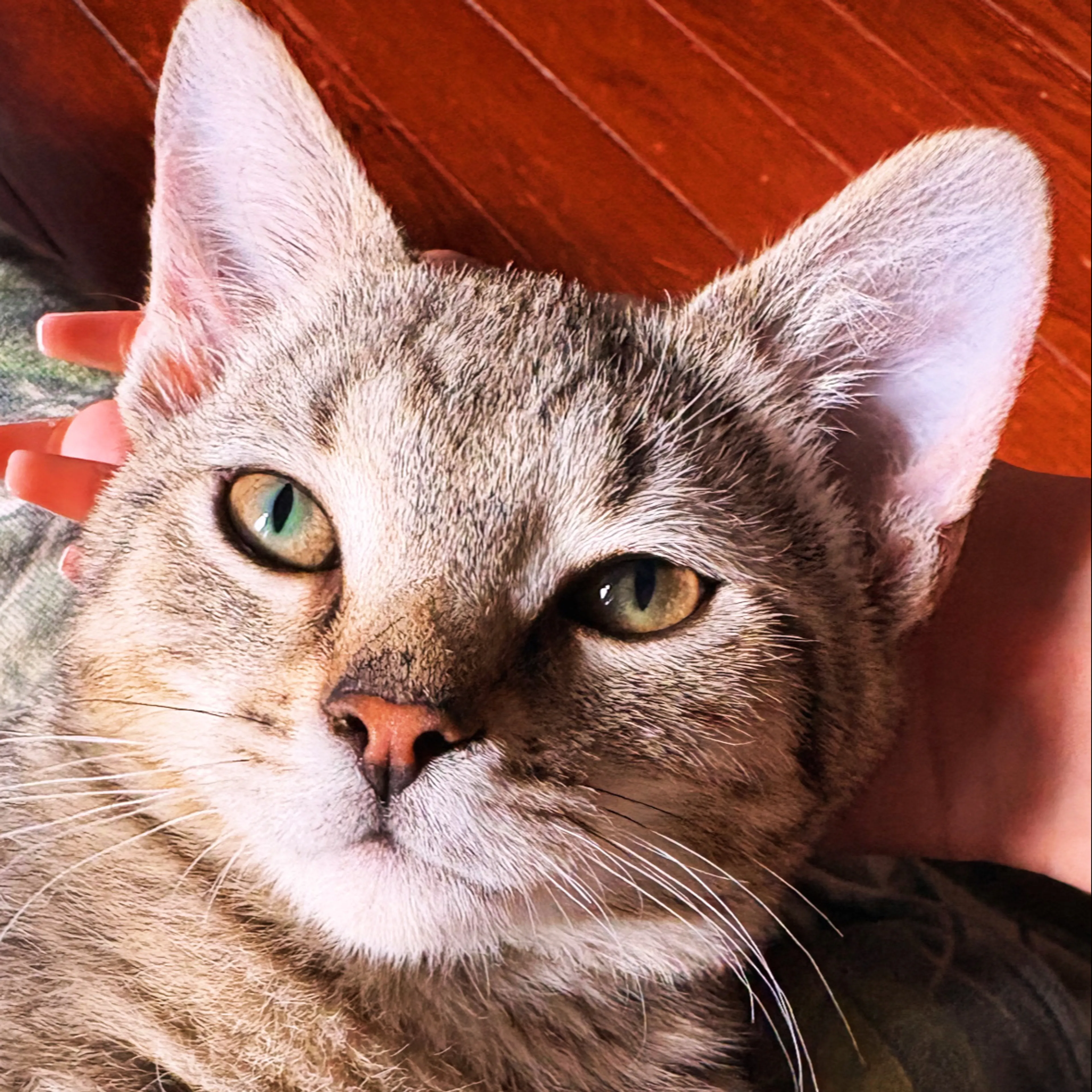 Lost pet-1