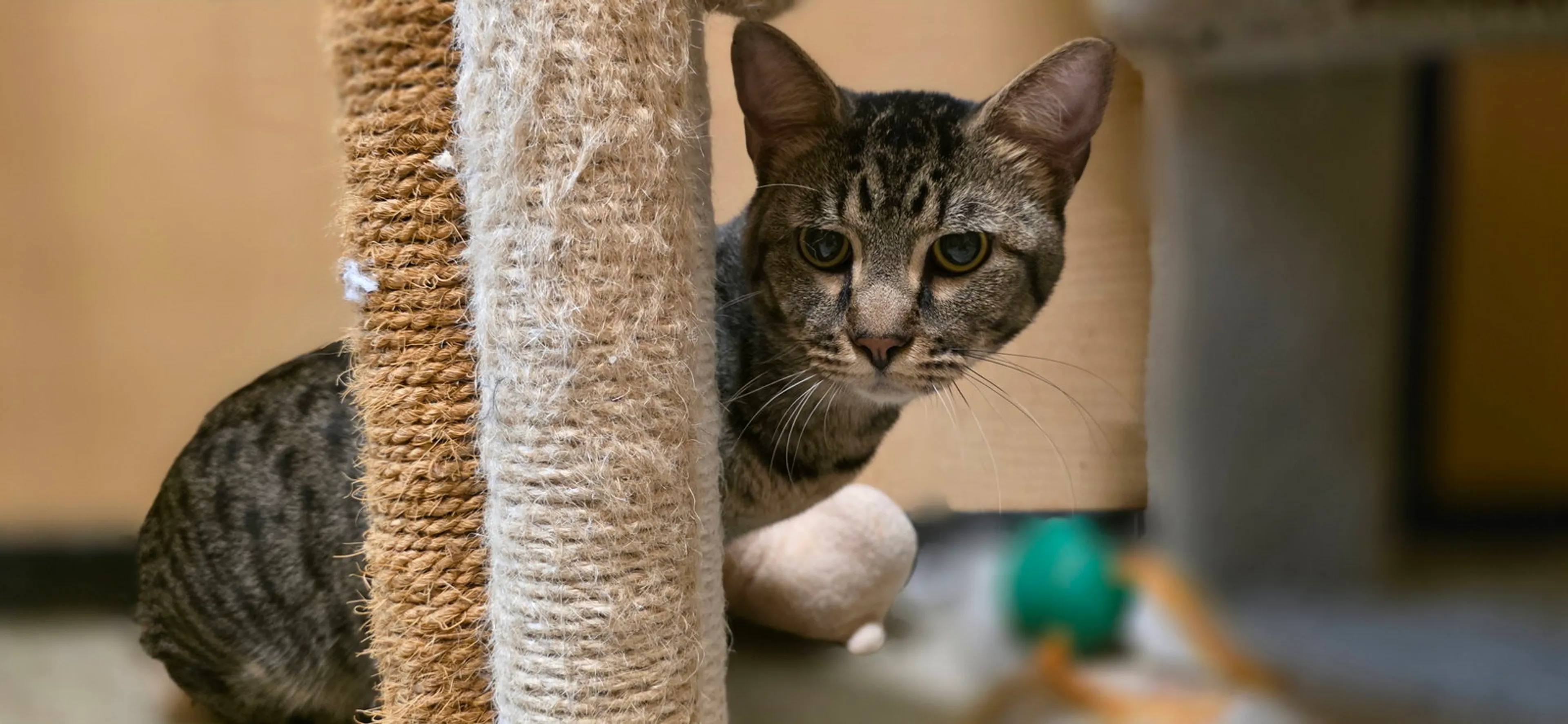 Found pet-1