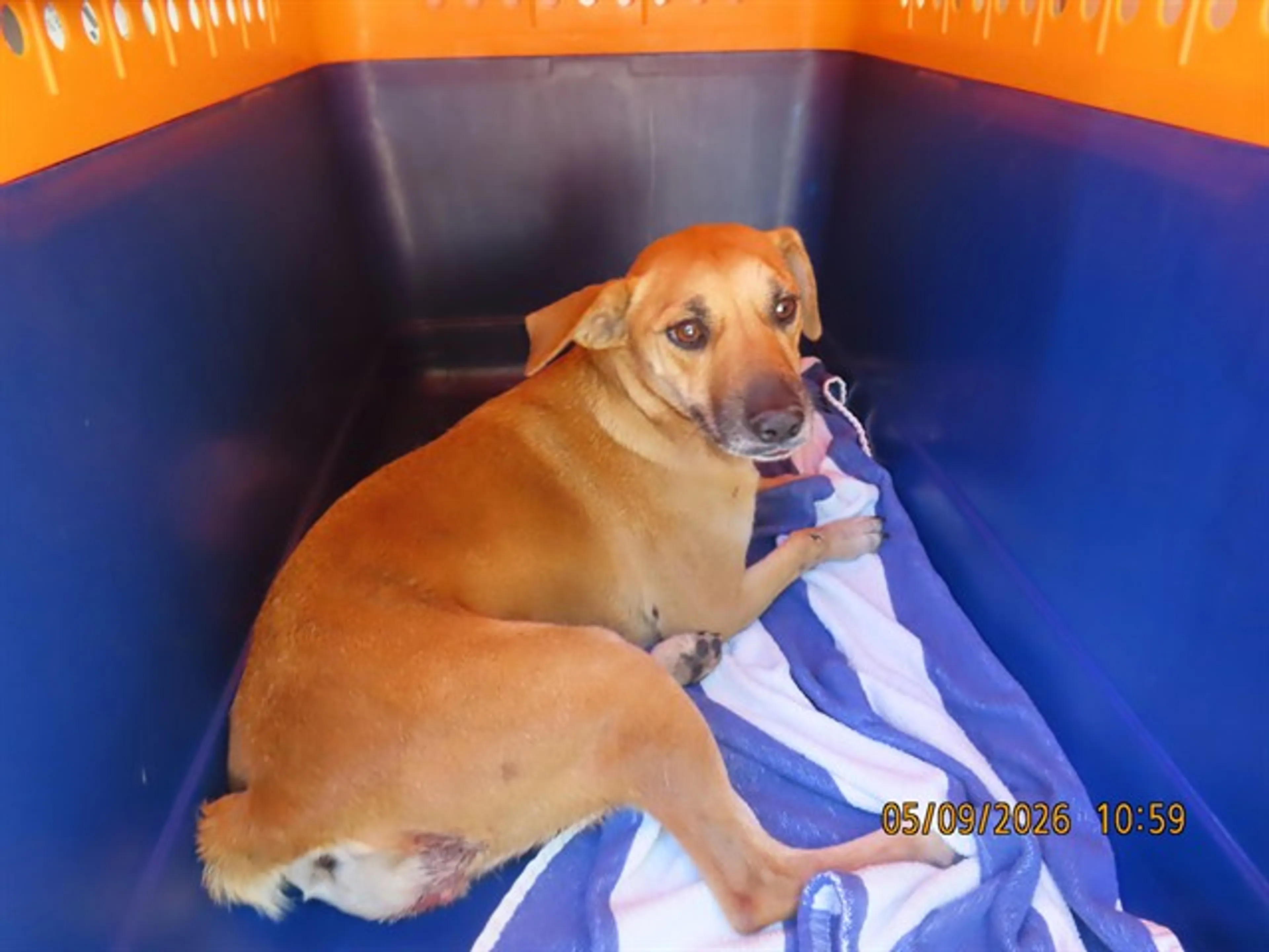 Found pet