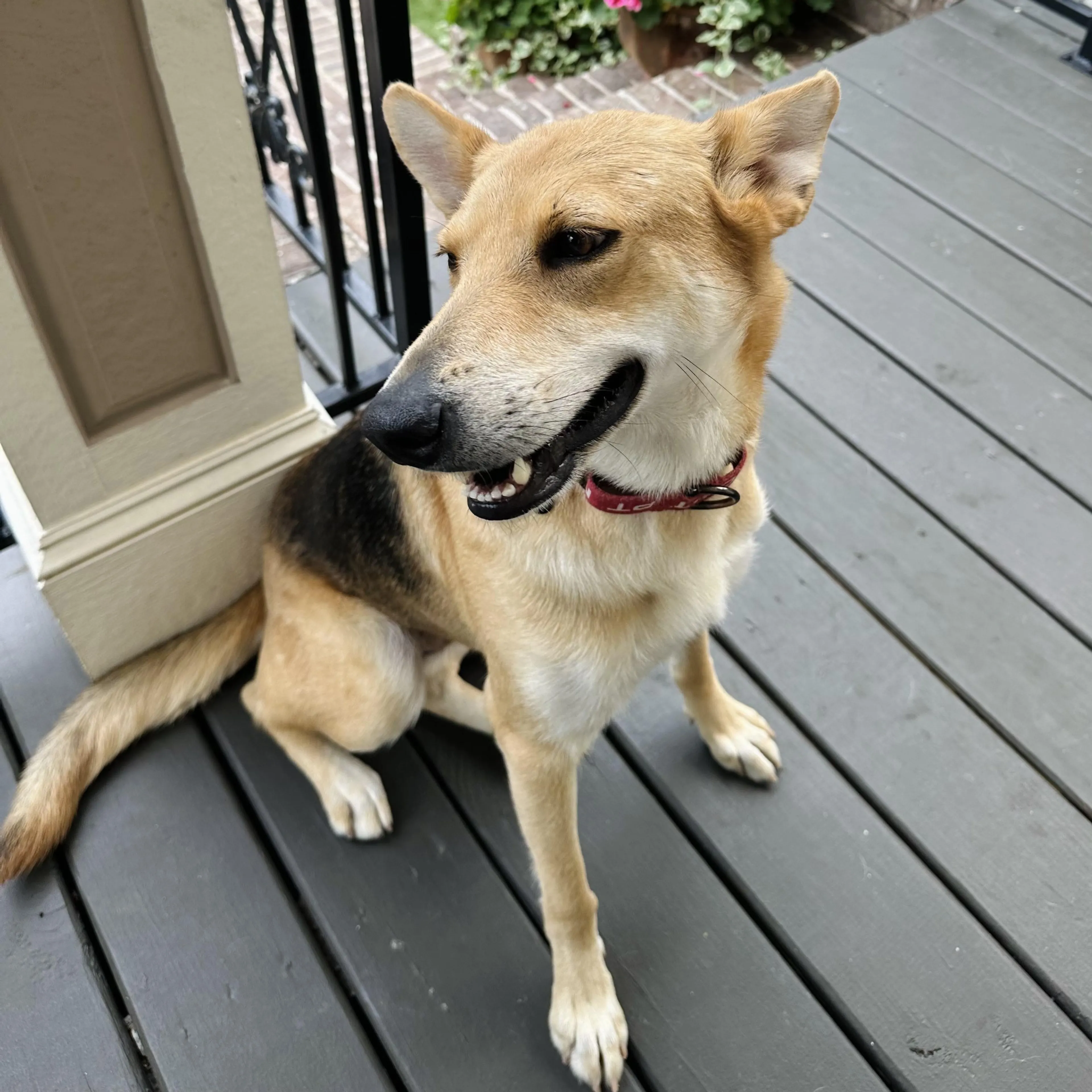 Found pet-0